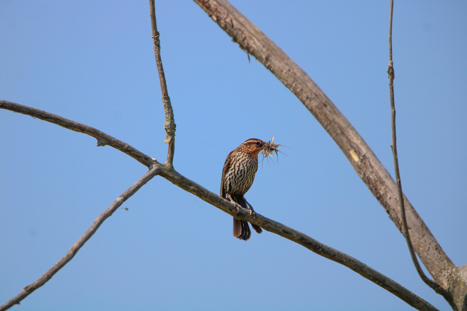 Red-winged Blackbird - Sterling State Park