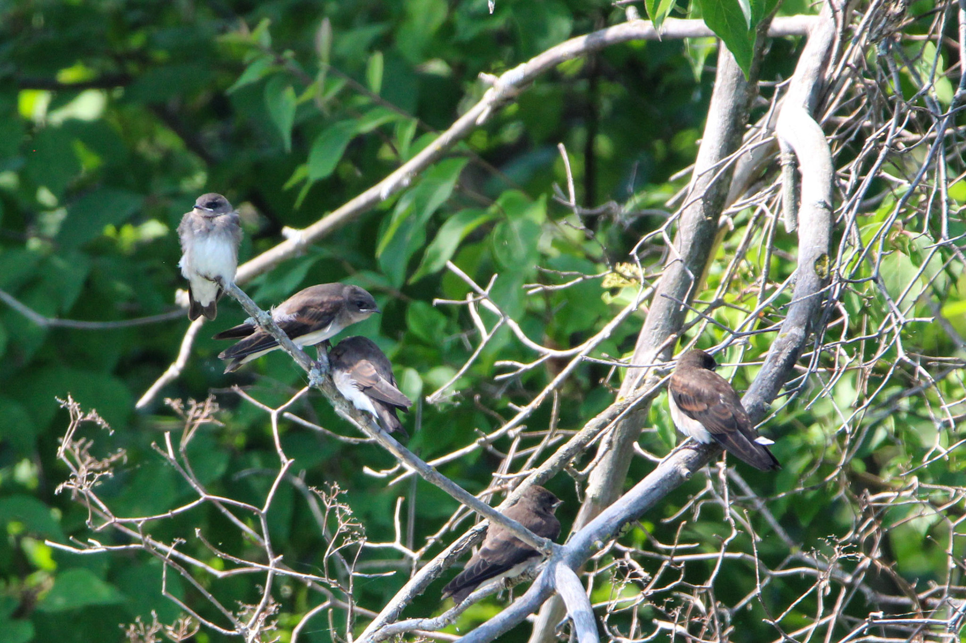 Northern Rough-winged Swallow - Sterling State Park