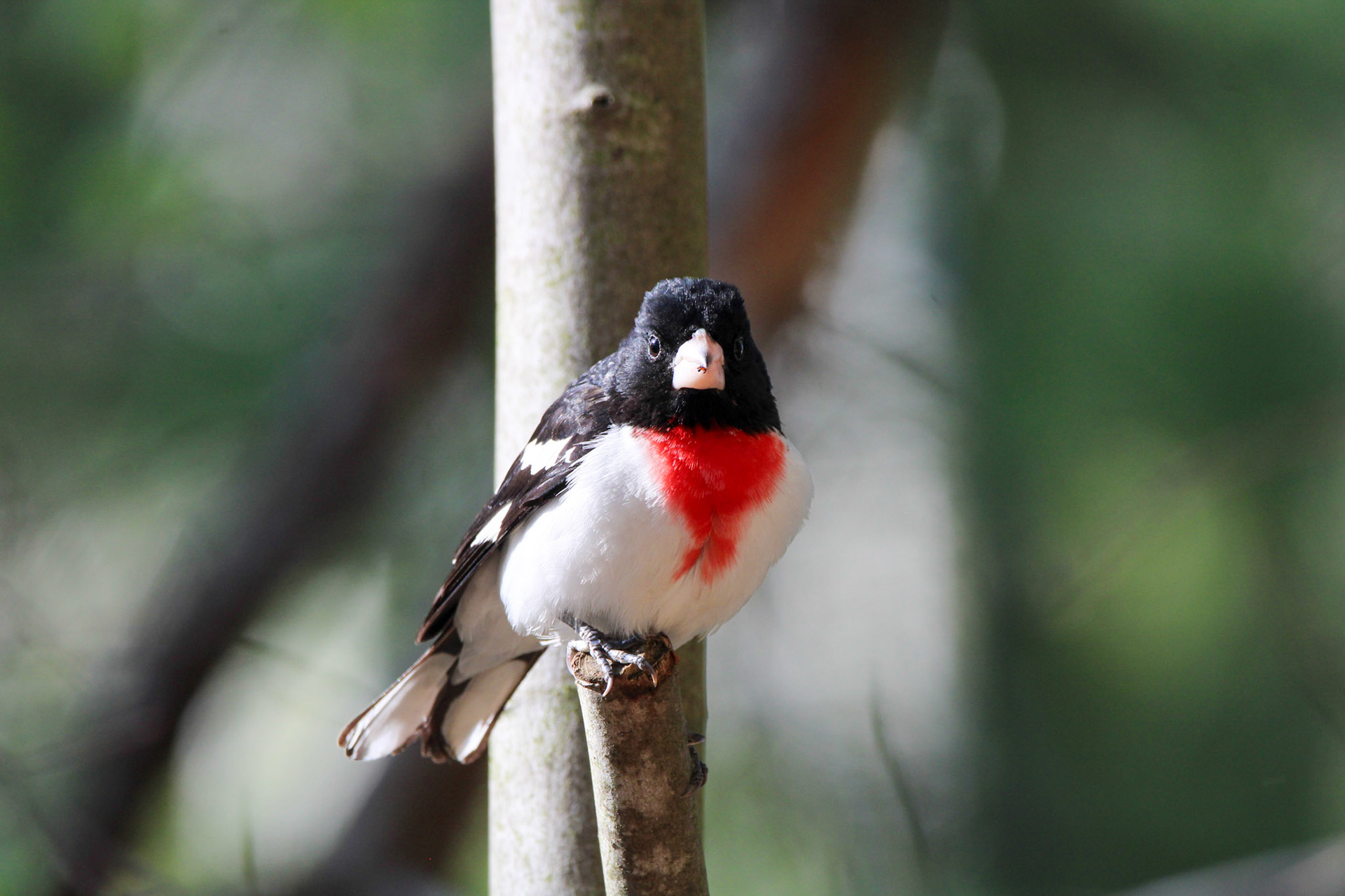 Rose-breasted Grosbeak