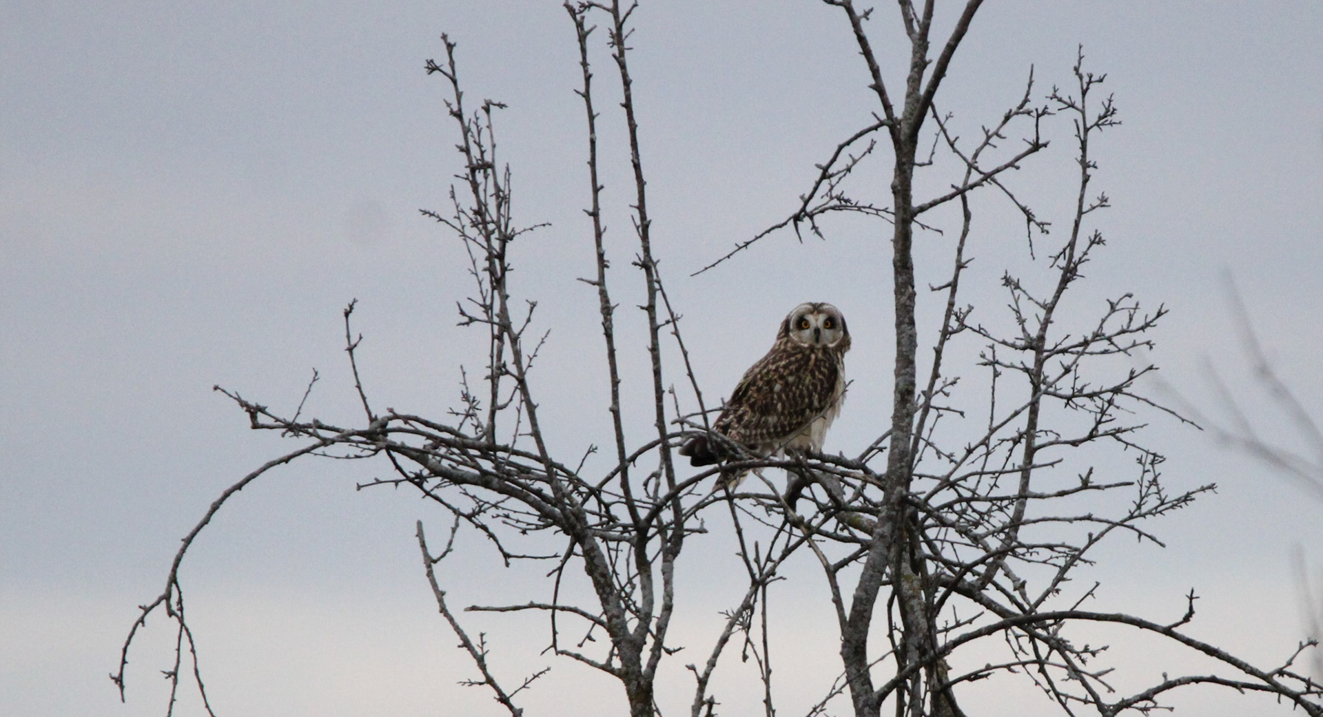 Short-eared Owl