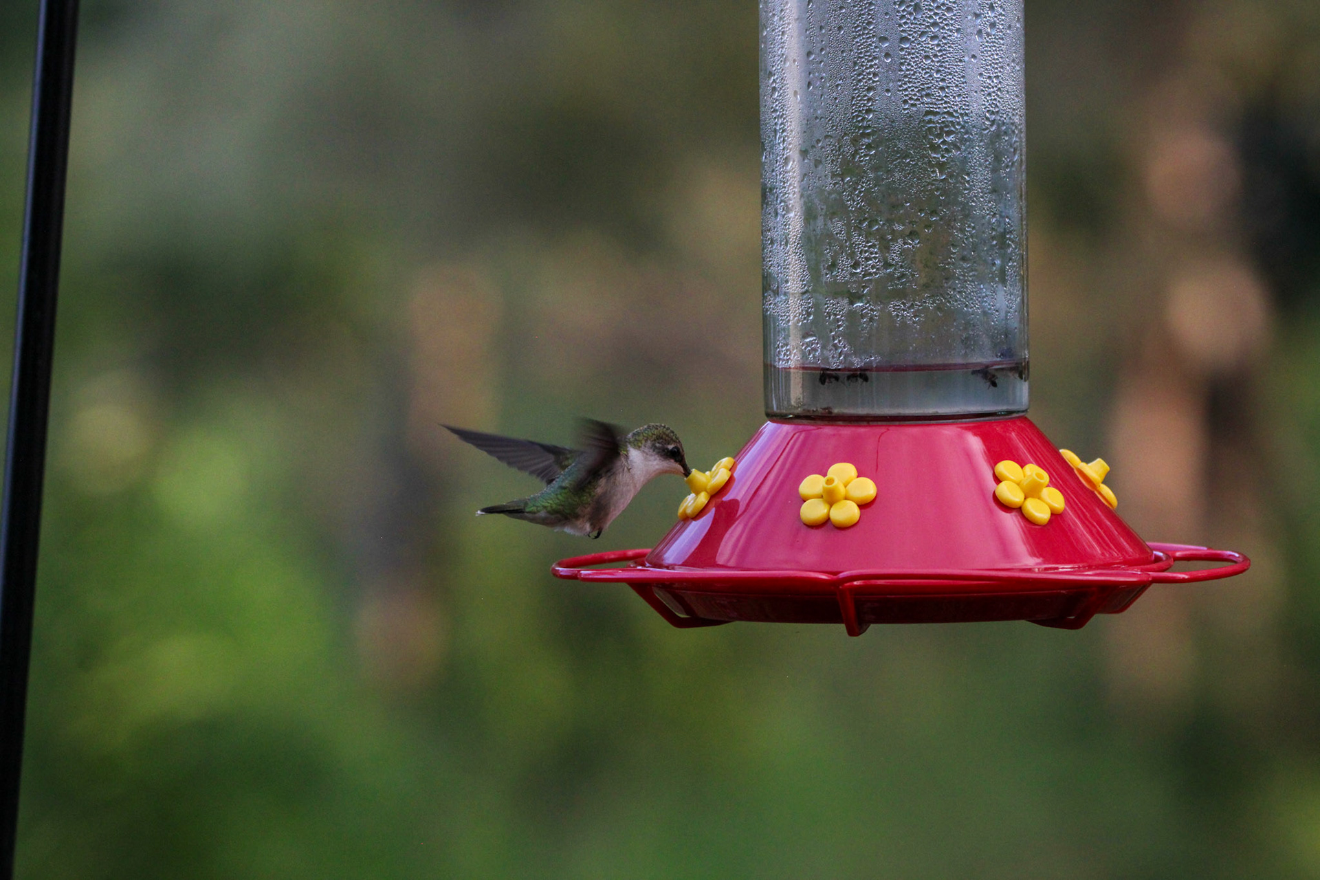 Ruby-throated Hummingbird by Ryan