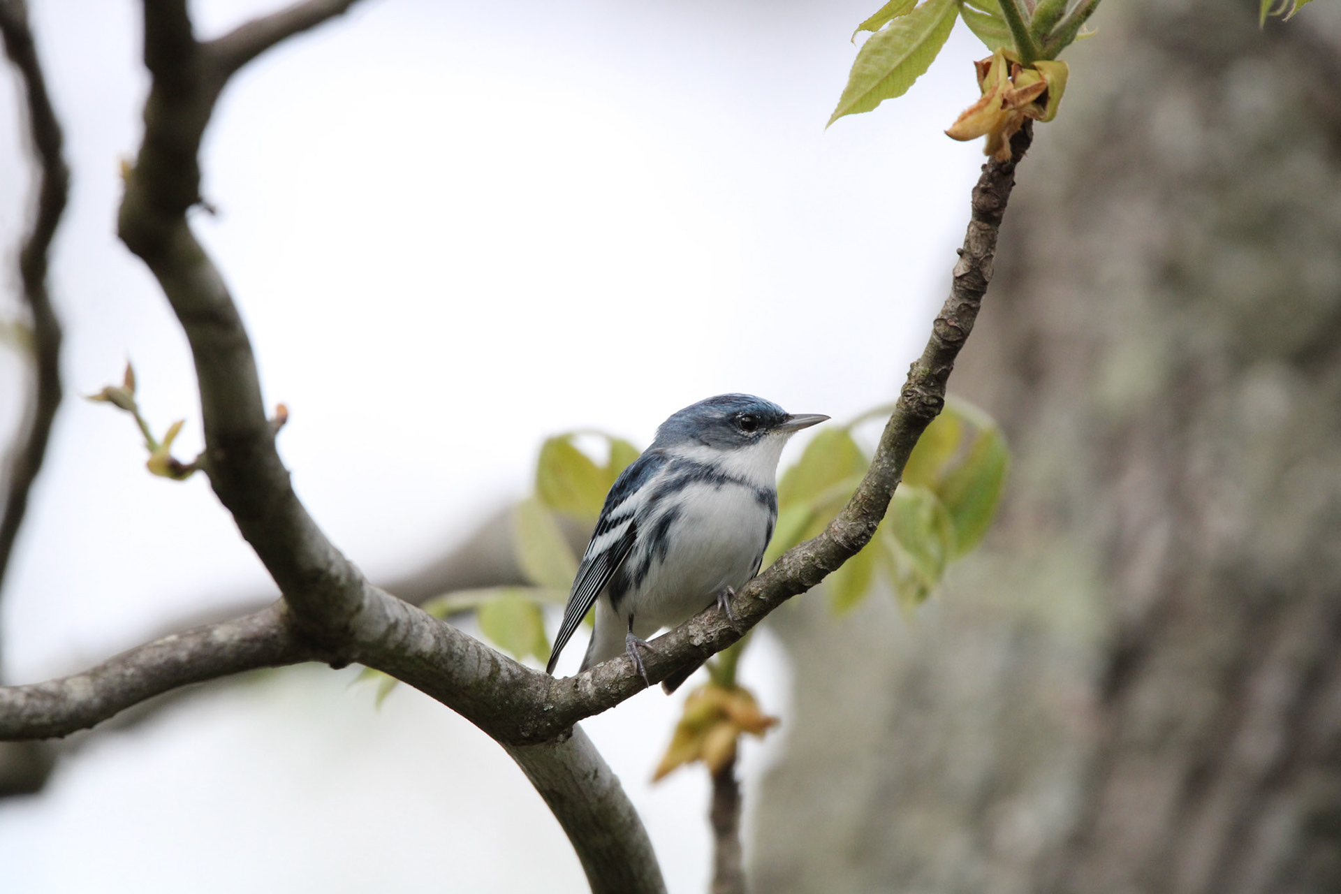 Cerulean Warbler