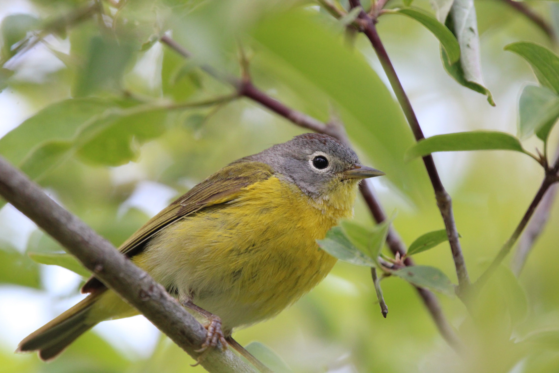 Nashville Warbler