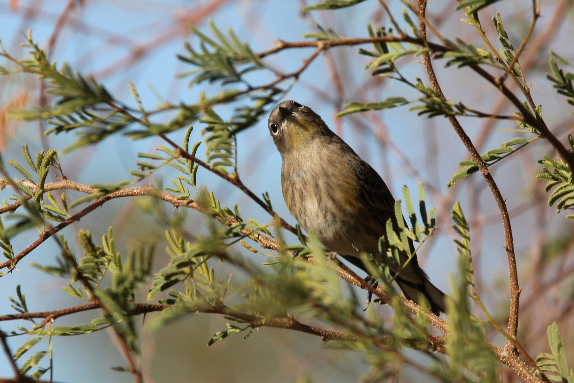 Yellow-rumped Warbler