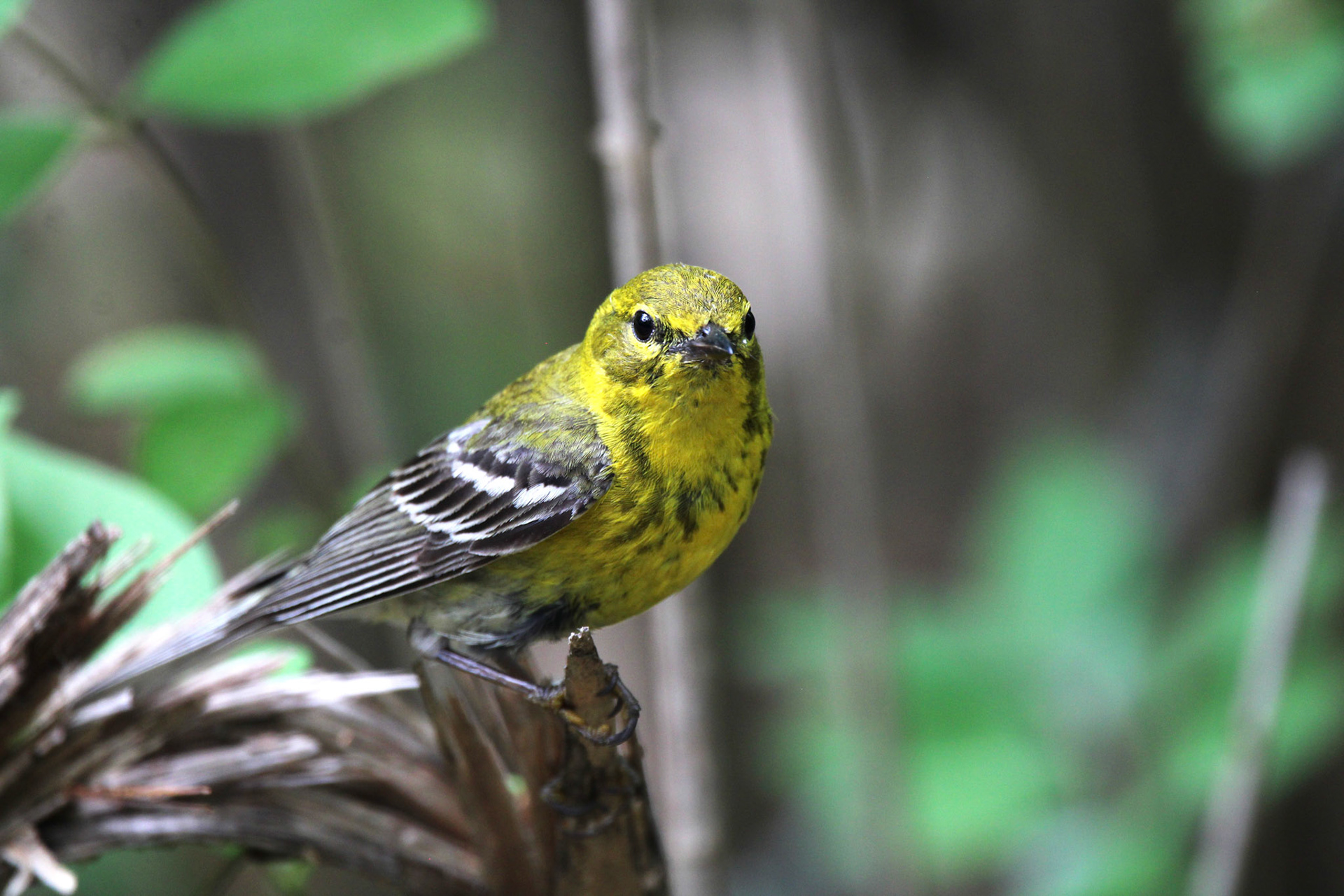 Pine Warbler