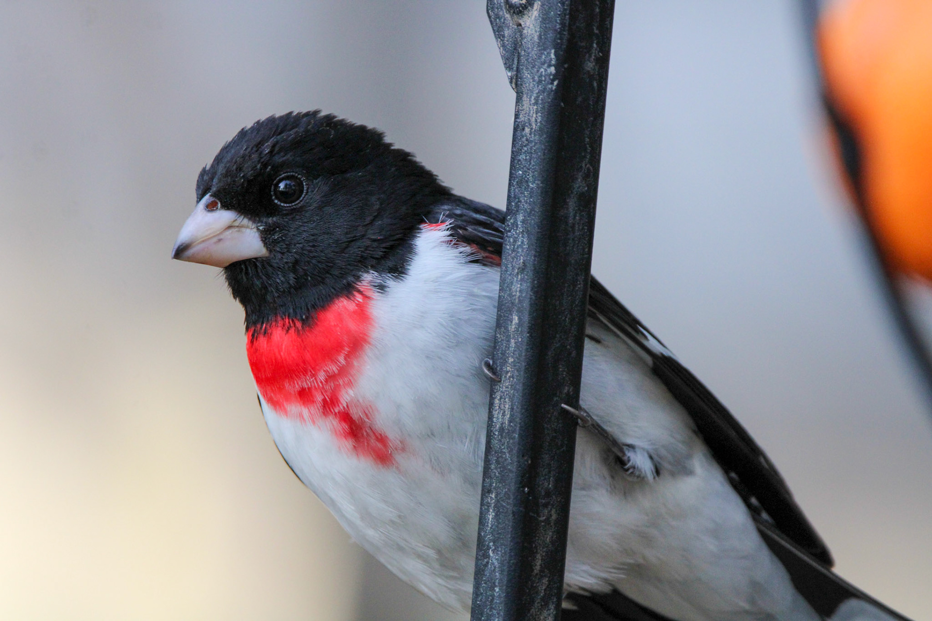 Rose-breasted Grosbeak