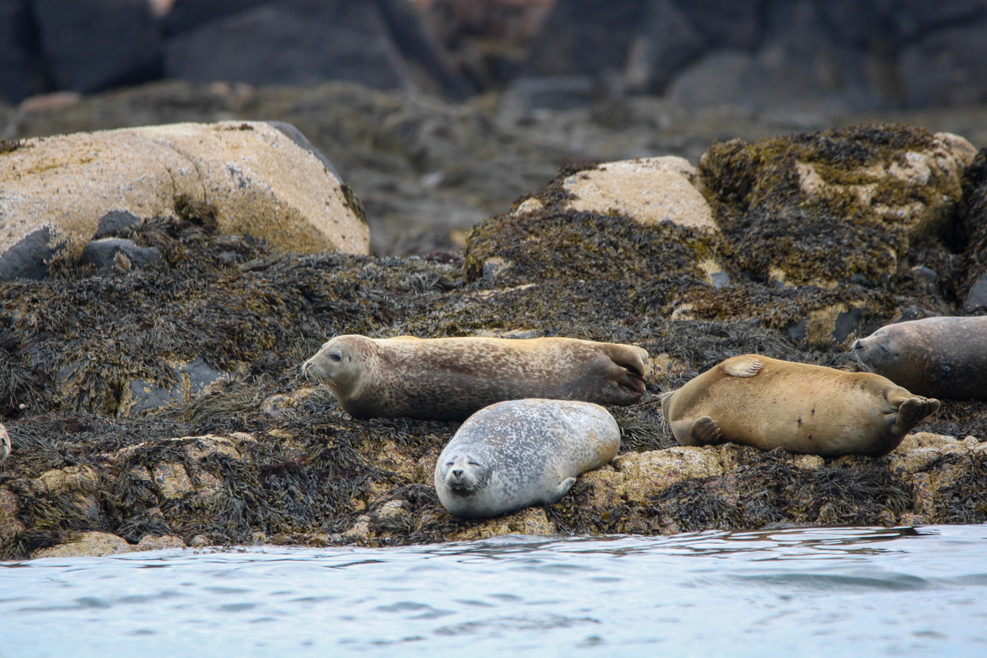 Harbor Seals