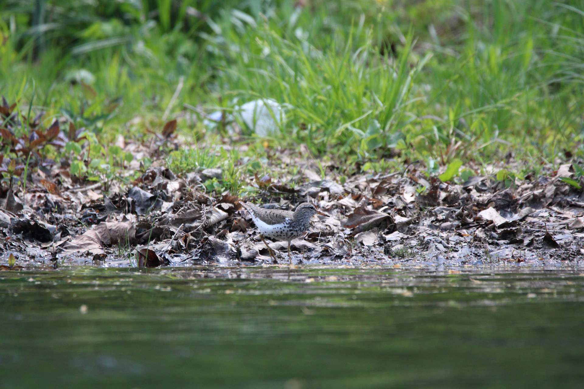 Spotted Sandpiper