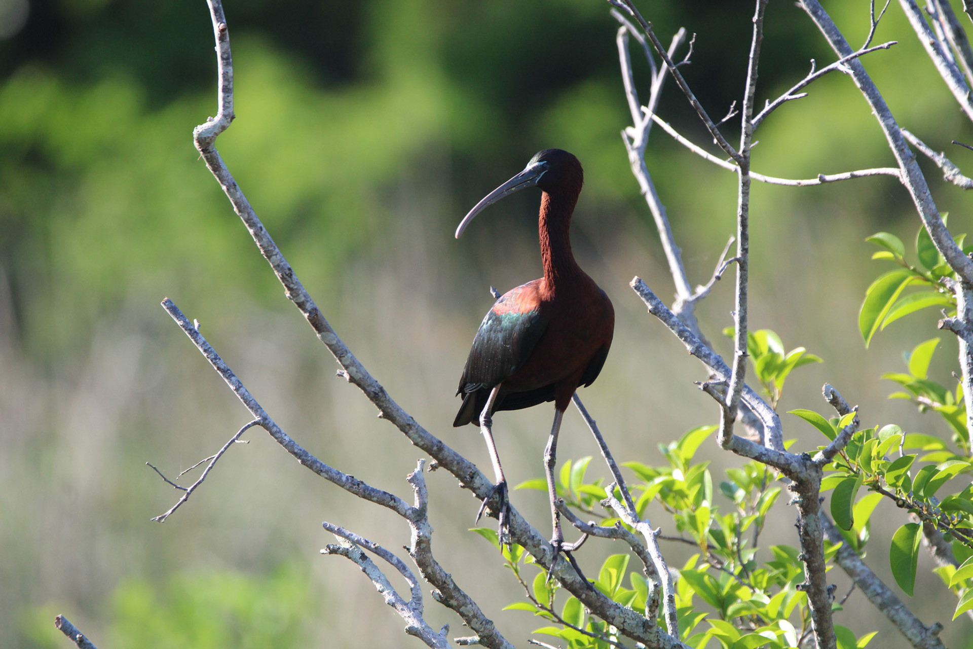 Glossy Ibis - Green Cay Wetlands