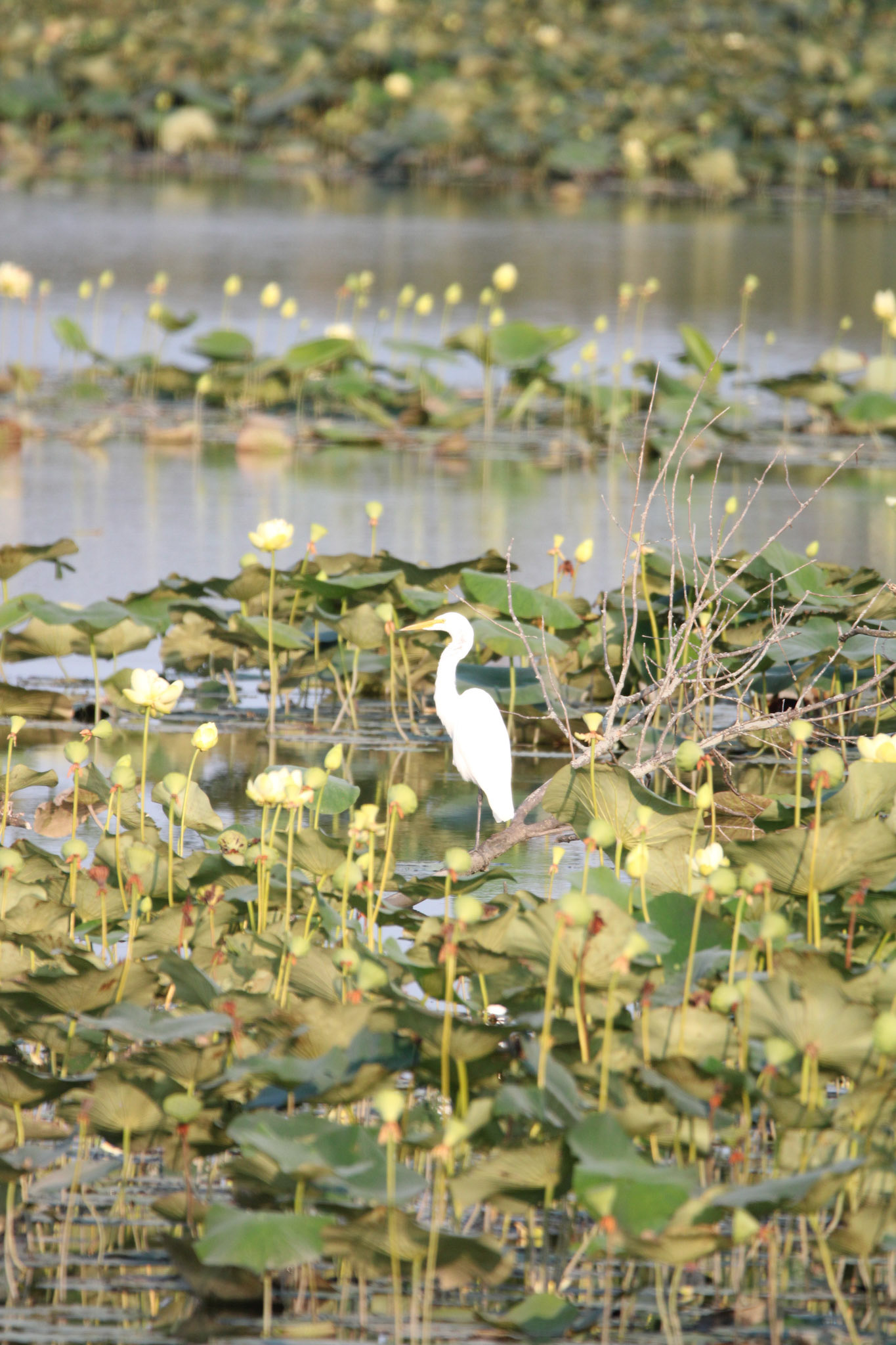 Great Egret