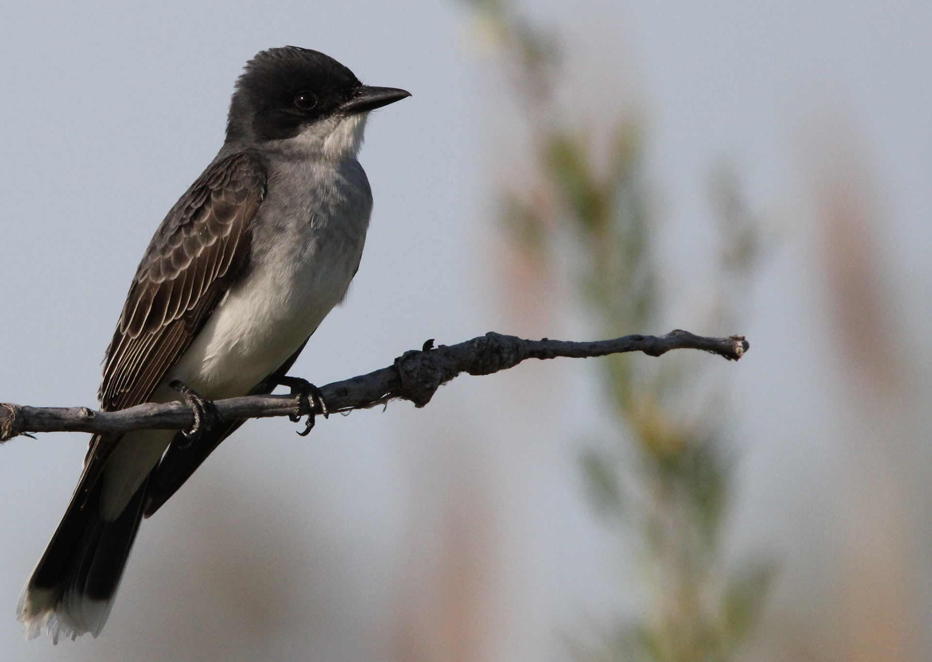 Eastern Kingbird