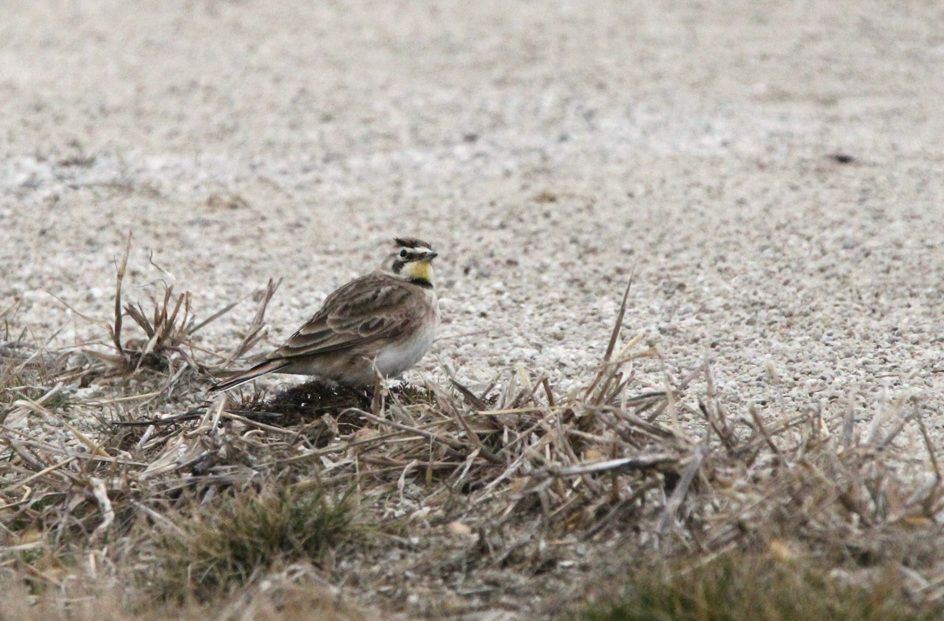 Horned Lark
