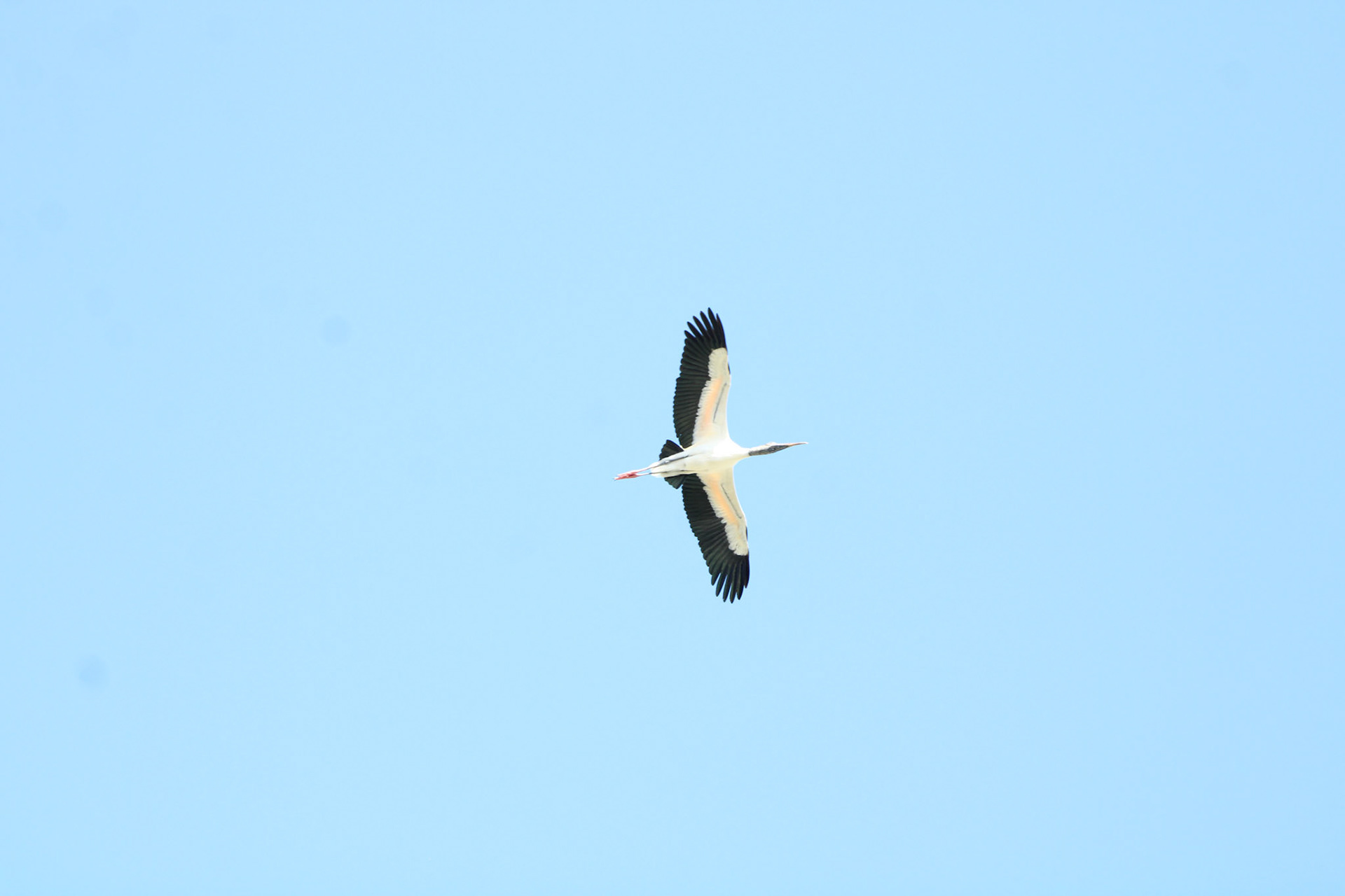 Wood Stork - Wakodahatchee Wetlands