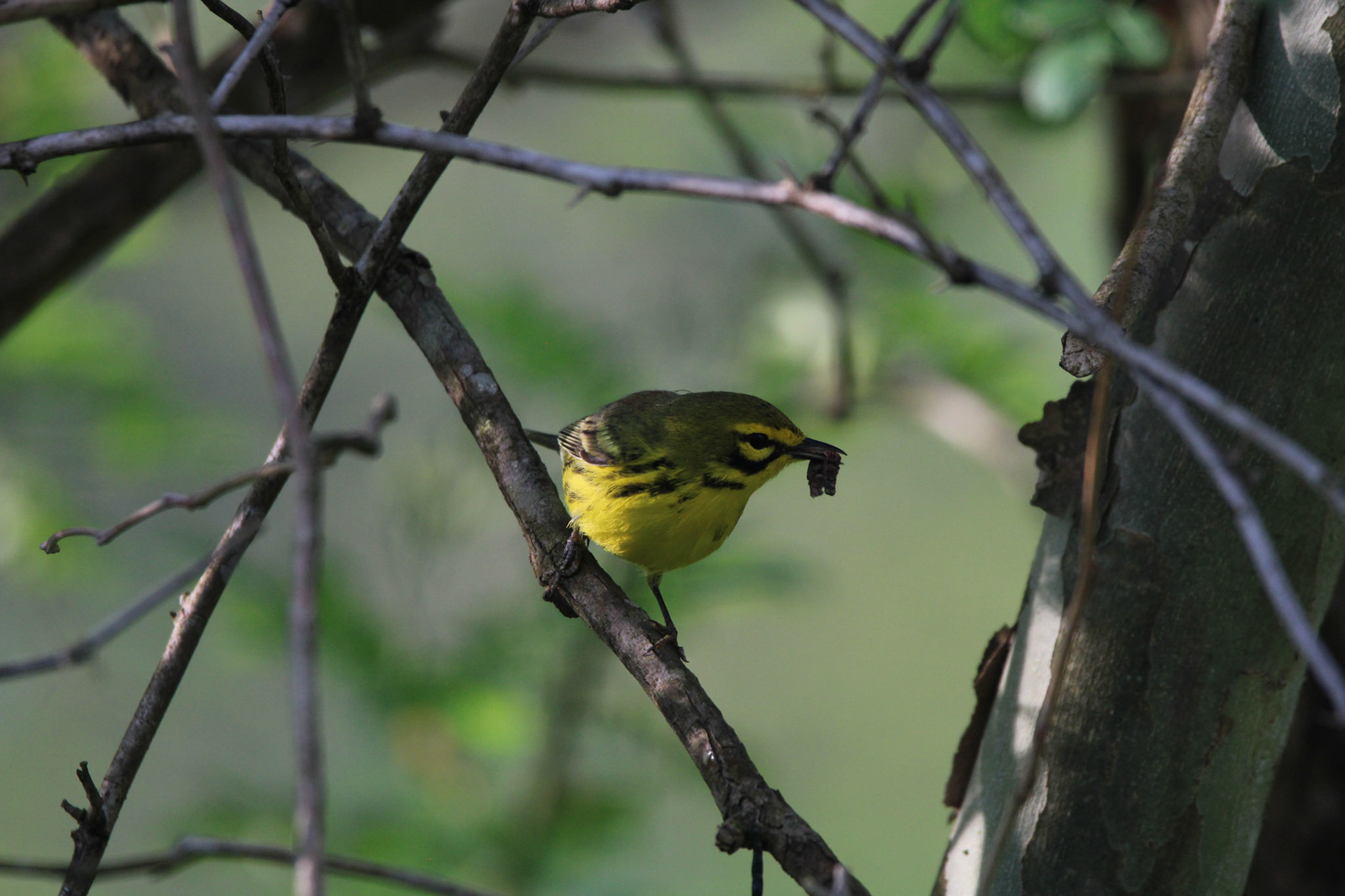 Prairie Warbler