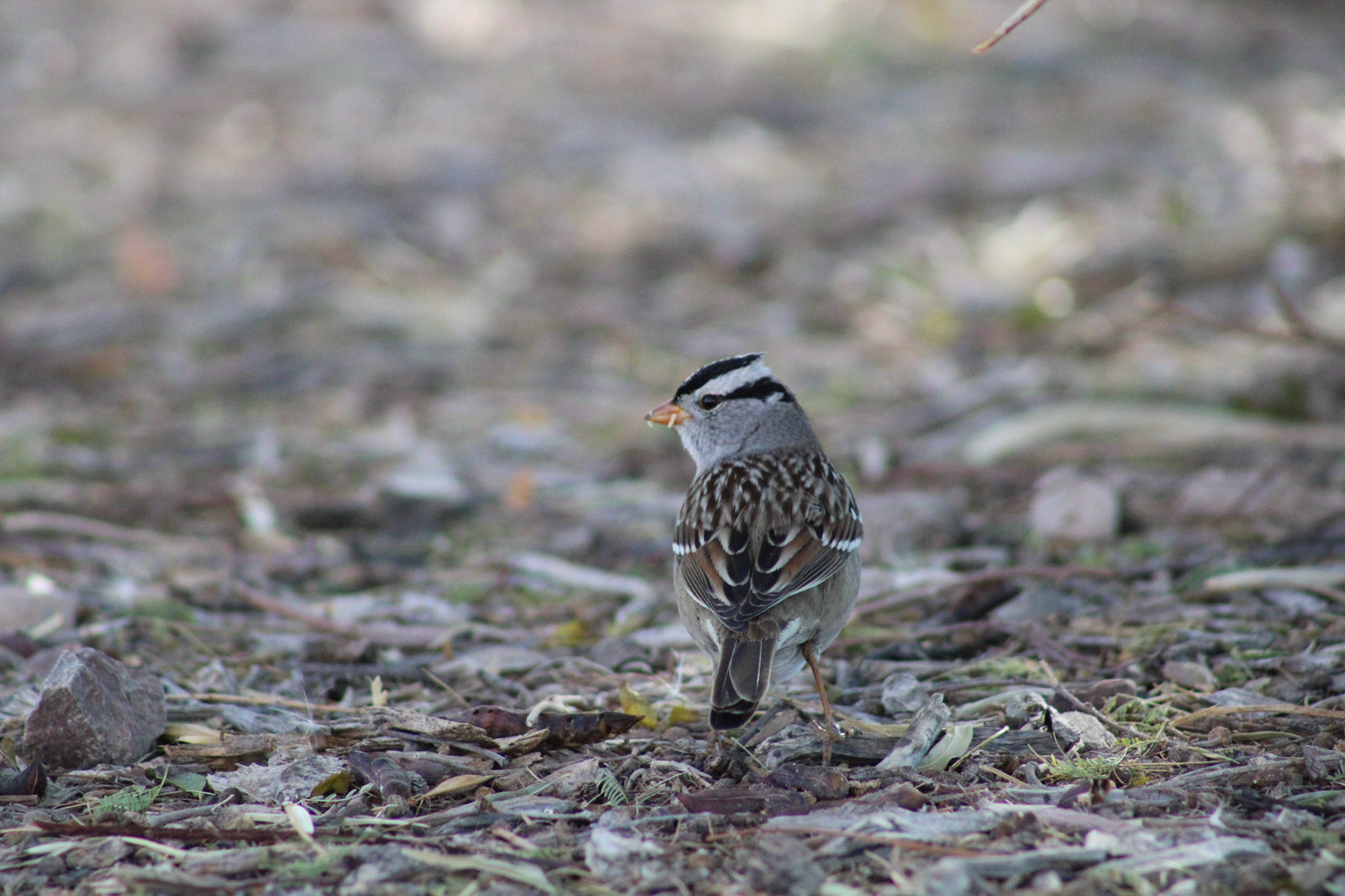 White-crowned Sparrow