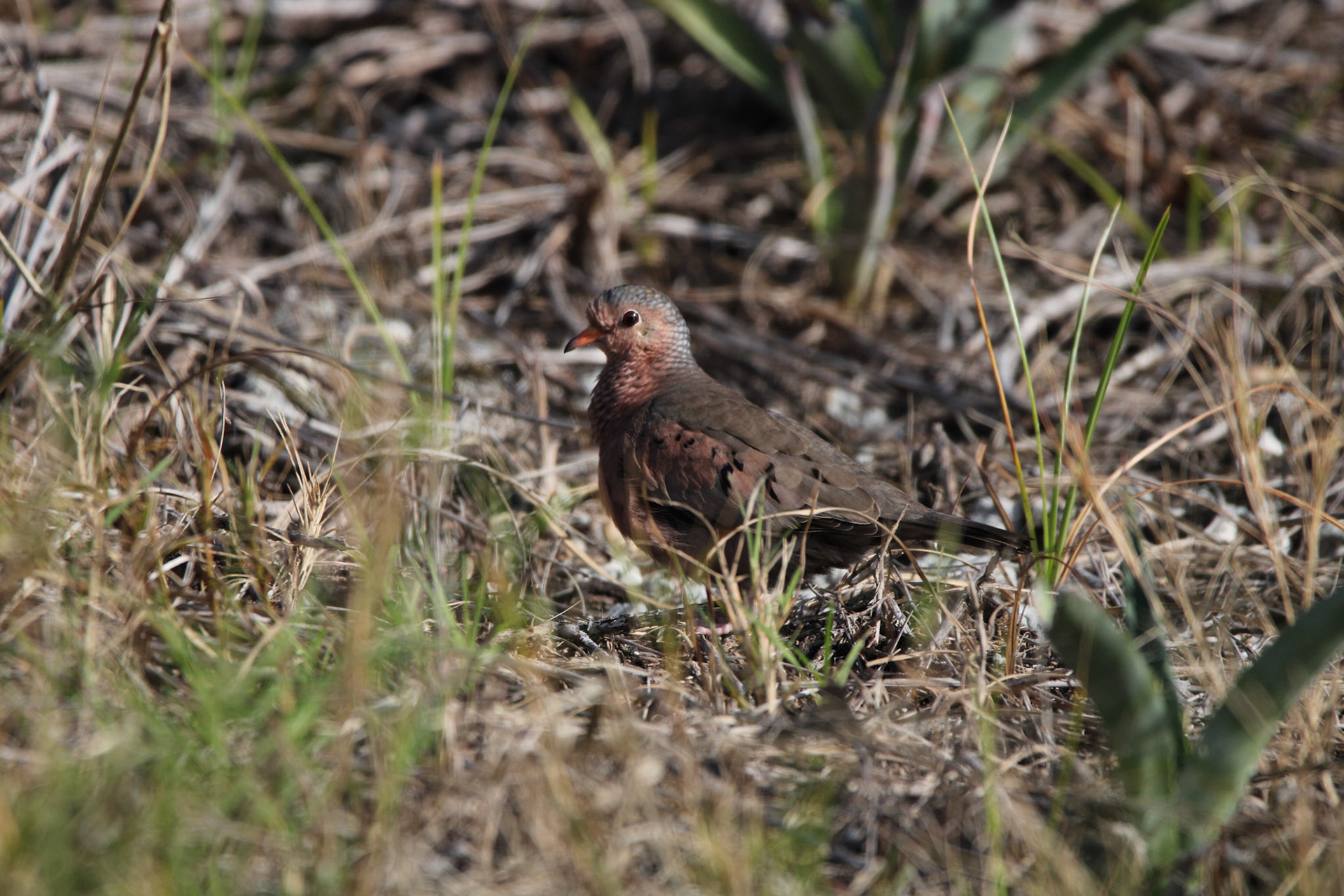 Common Ground Dove