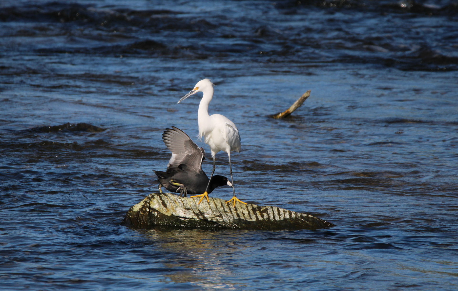American Coot and Snowy Egret
