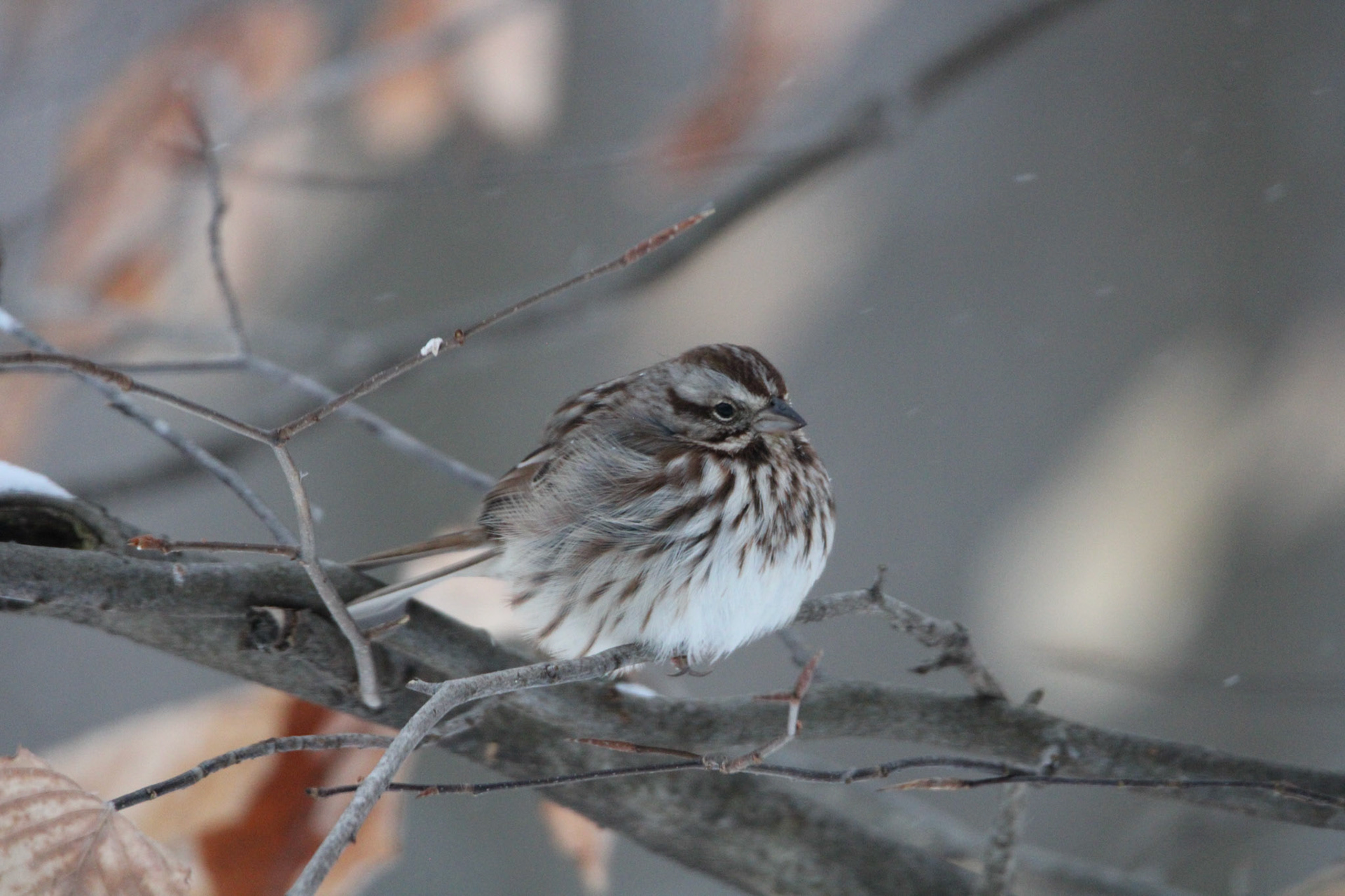Song Sparrow