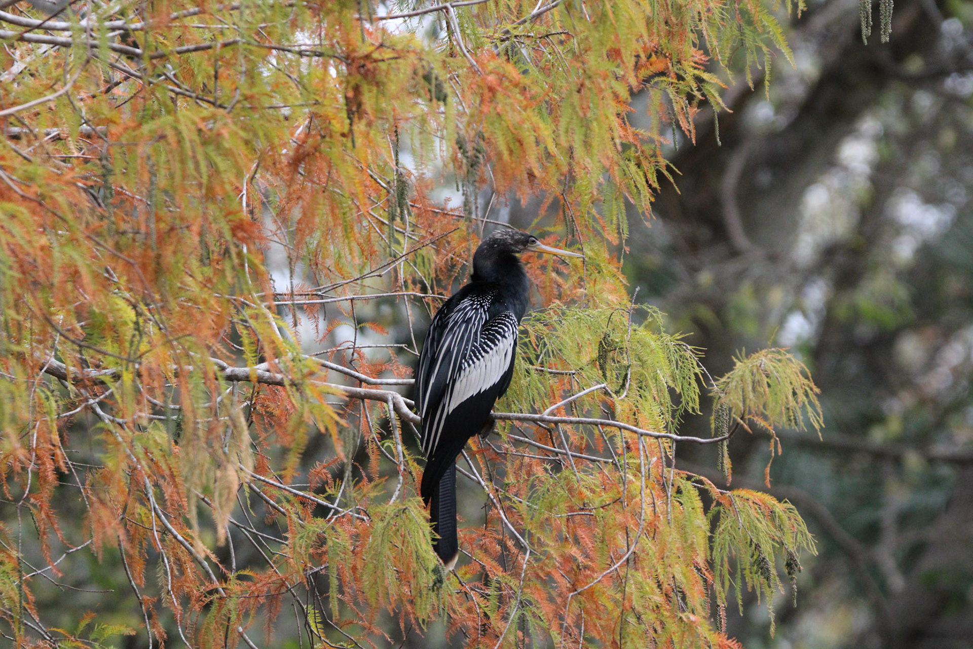 Anhinga