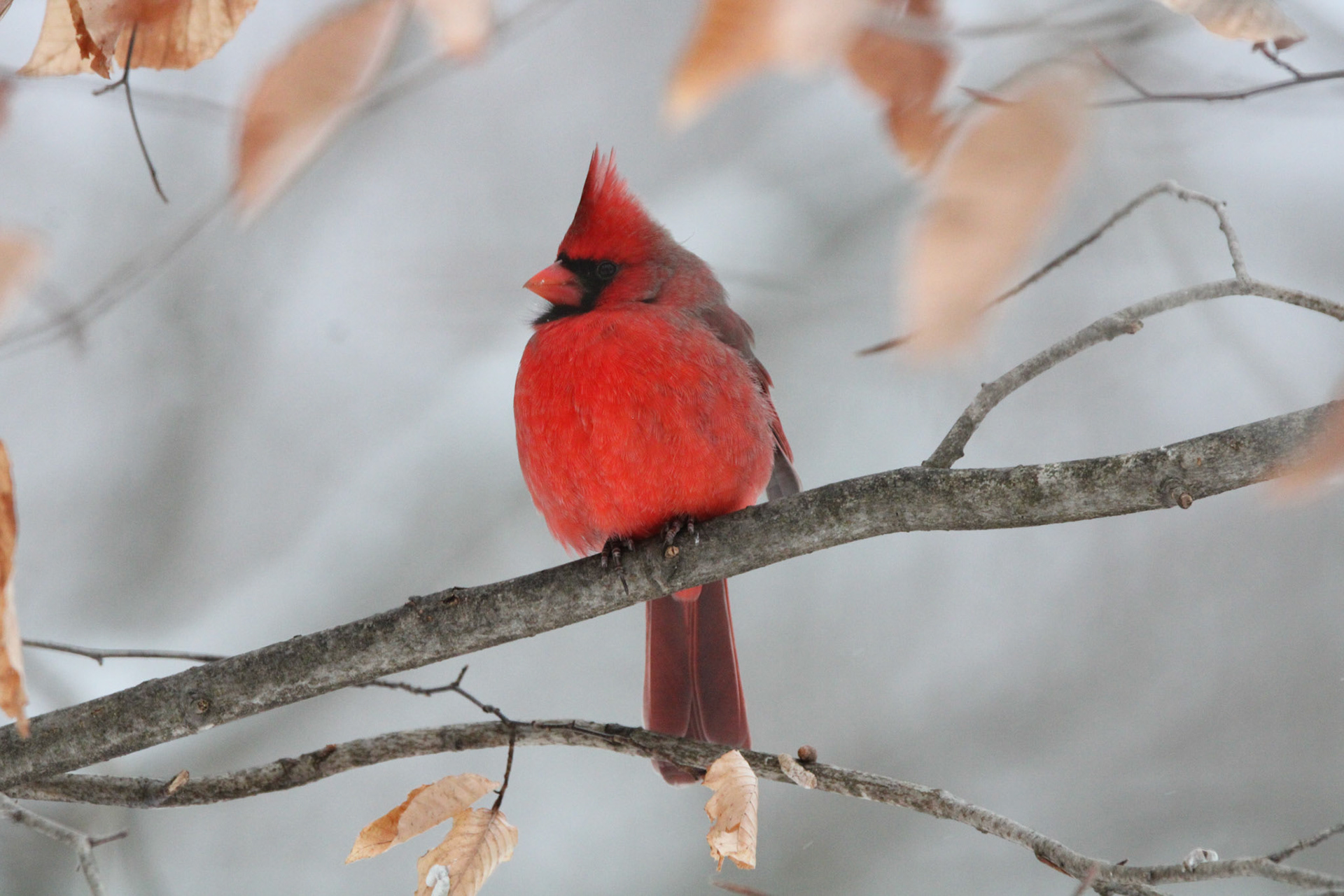Northern Cardinal