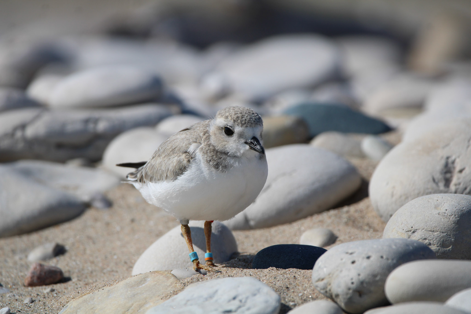 Piping Plover