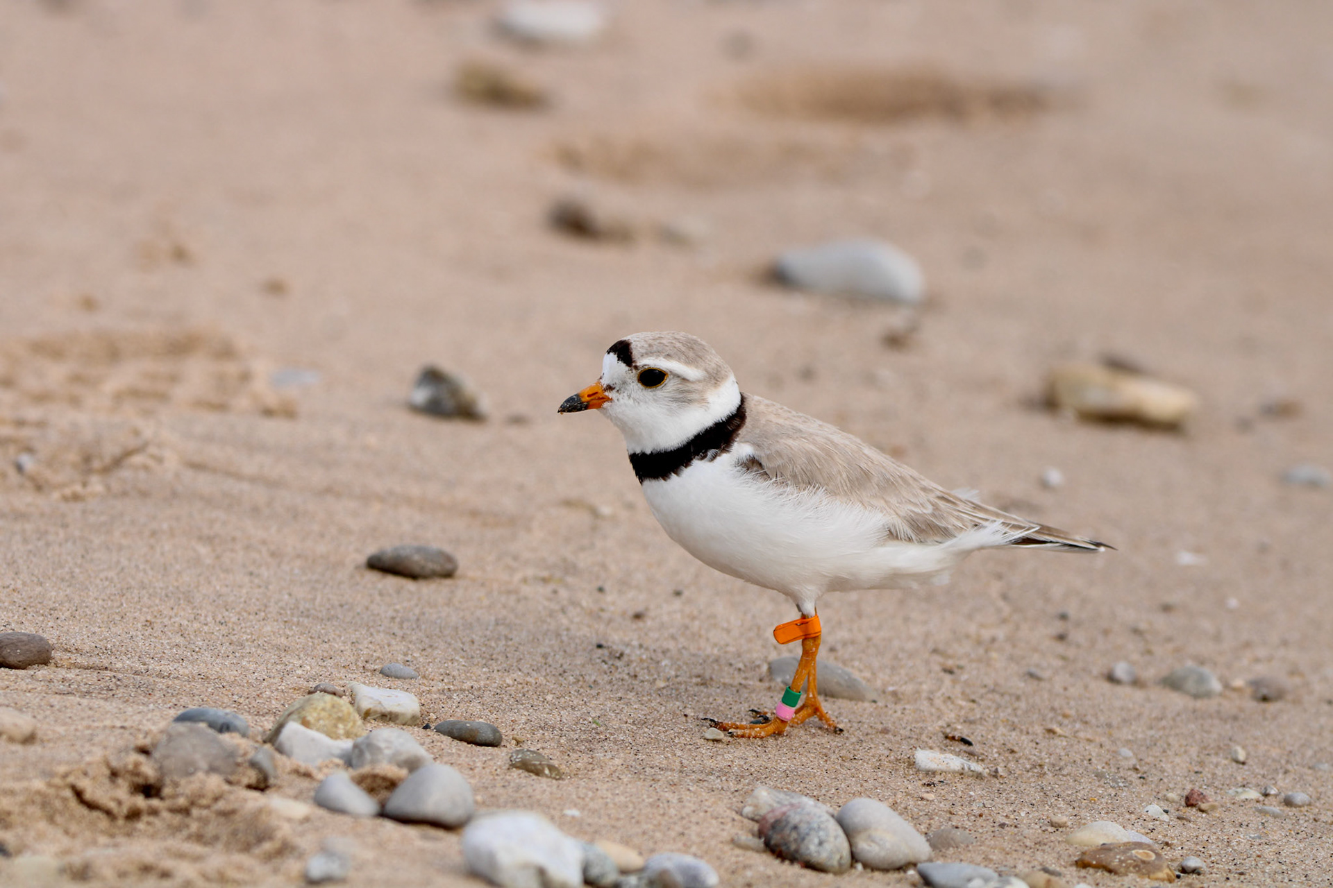 Piping Plover
