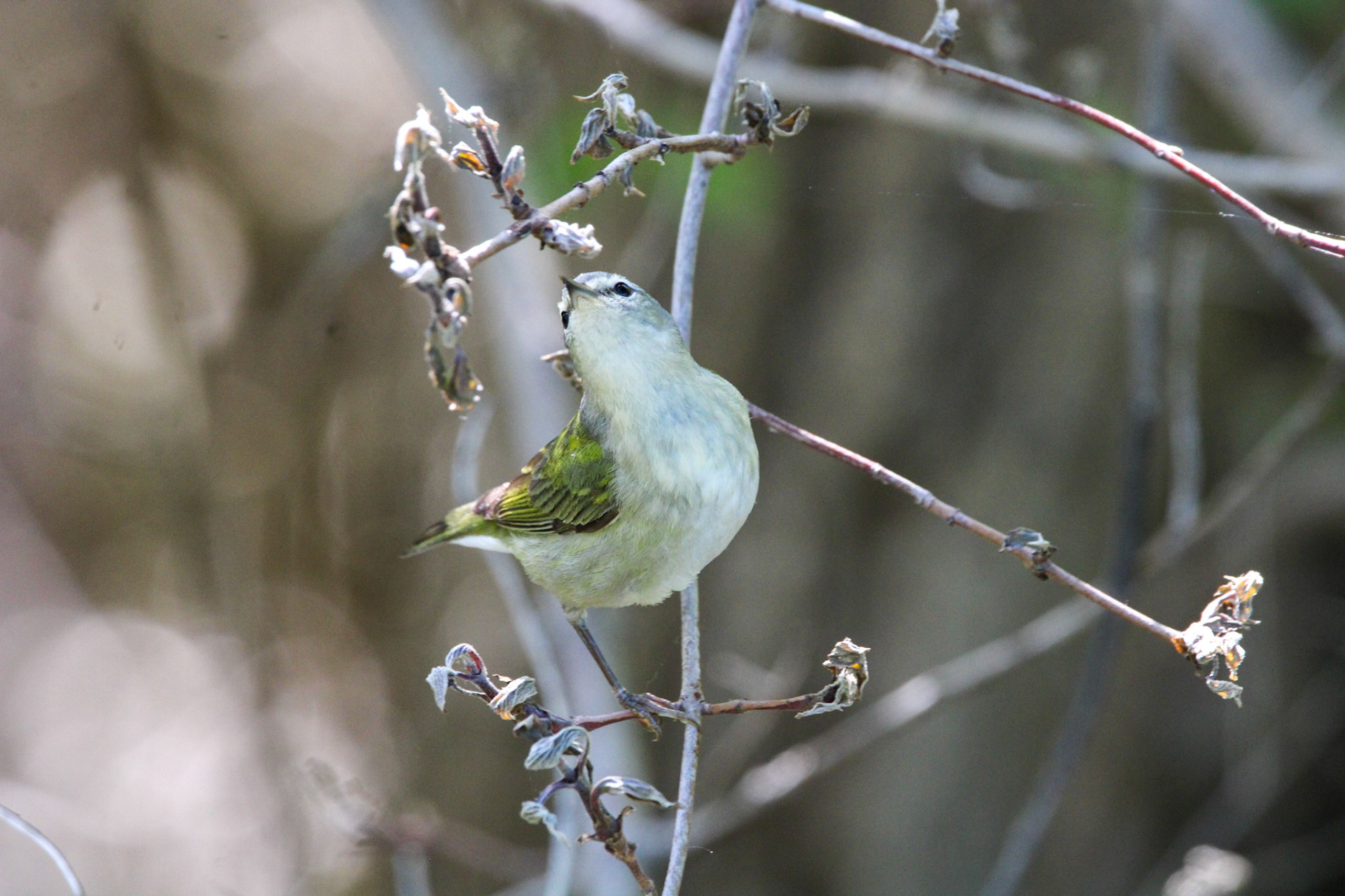 Tennessee Warbler