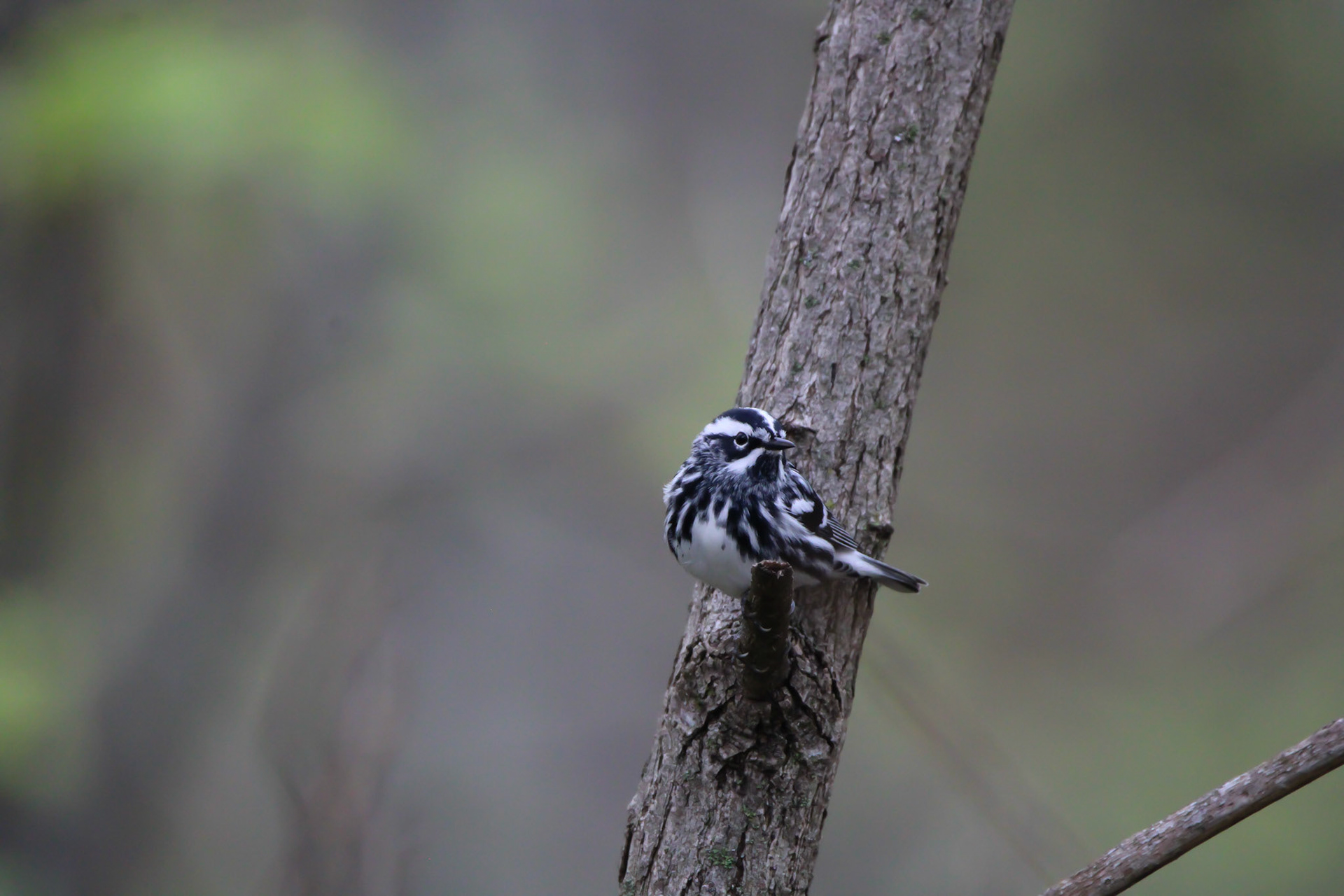Black-and-white Warbler