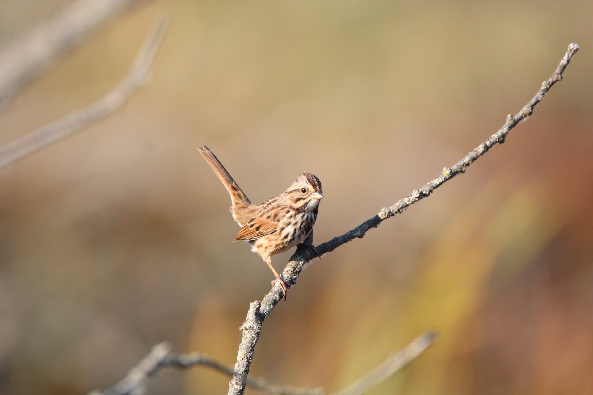 Song Sparrow