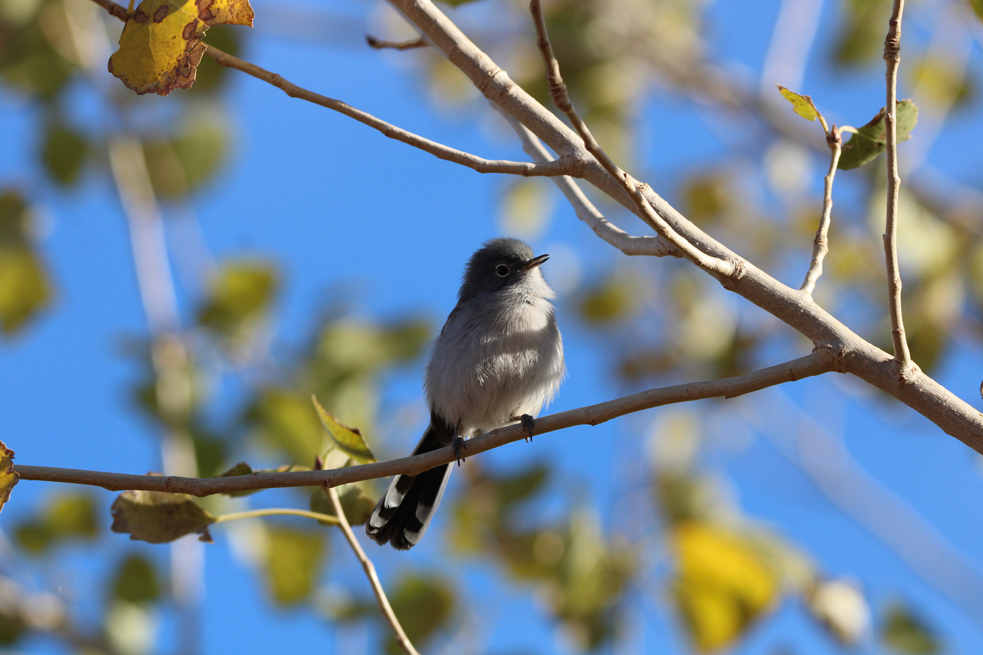 Black-tailed Gnatcatcher