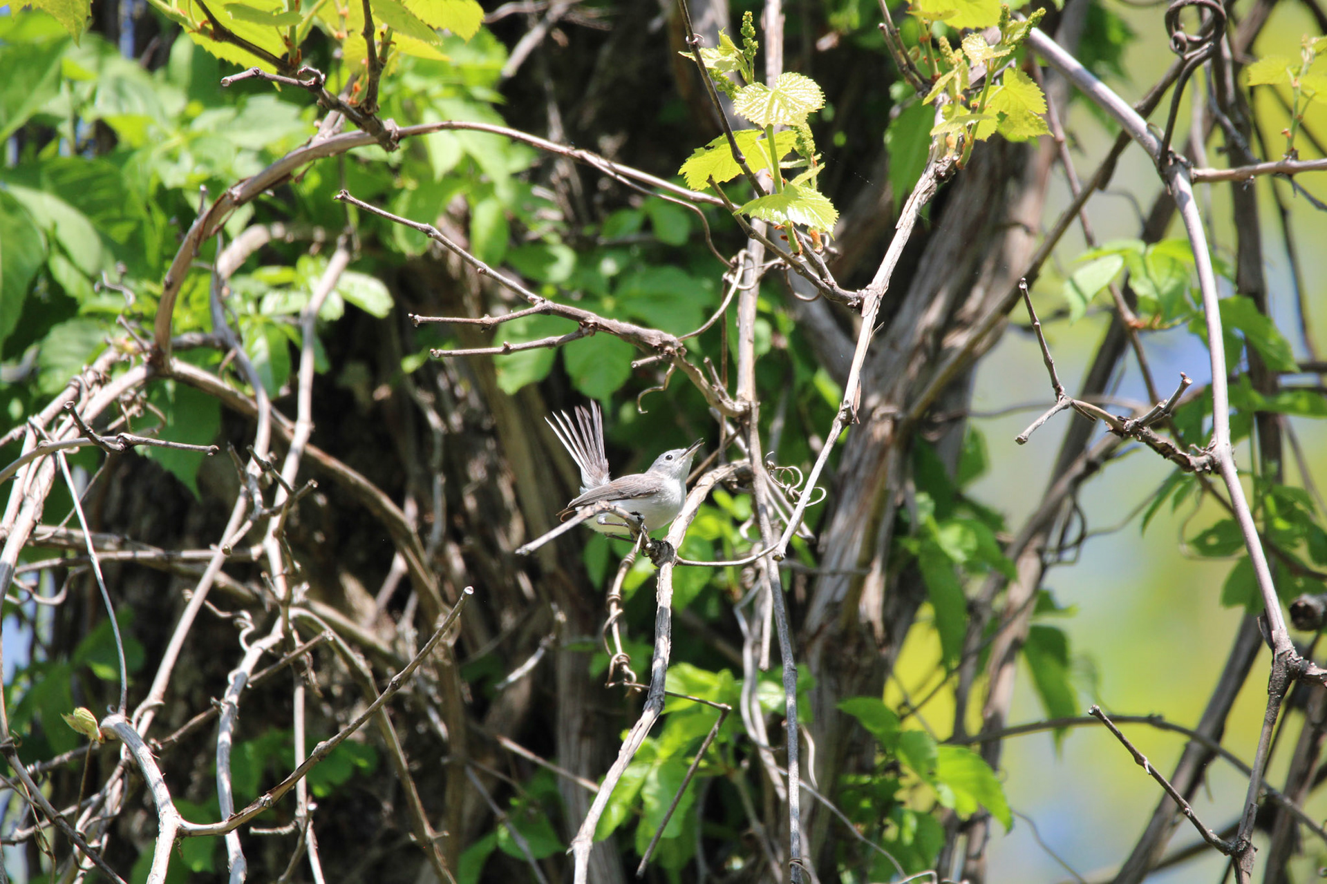 Blue-gray Gnatcatcher