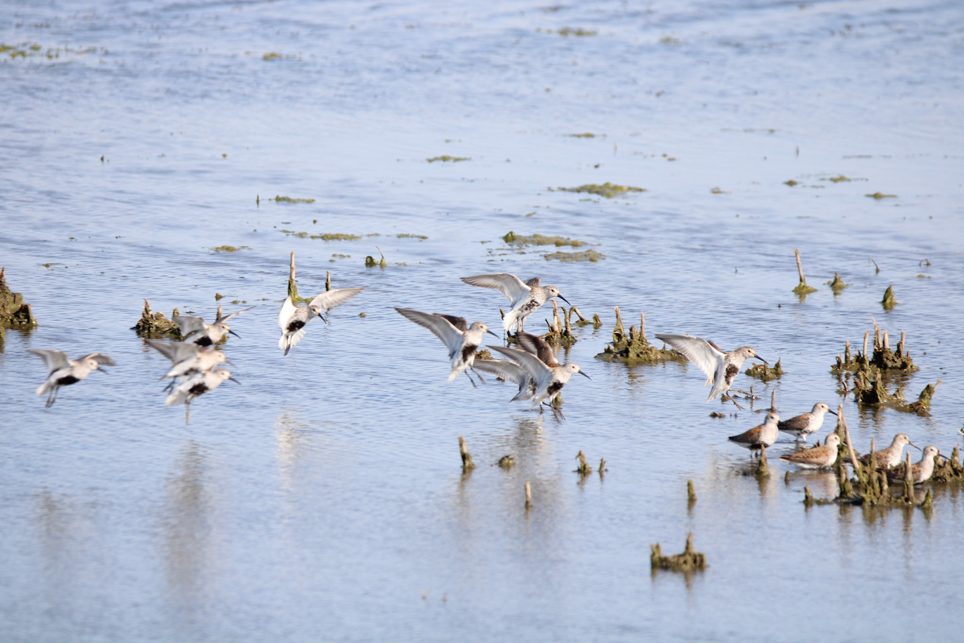 Dunlin