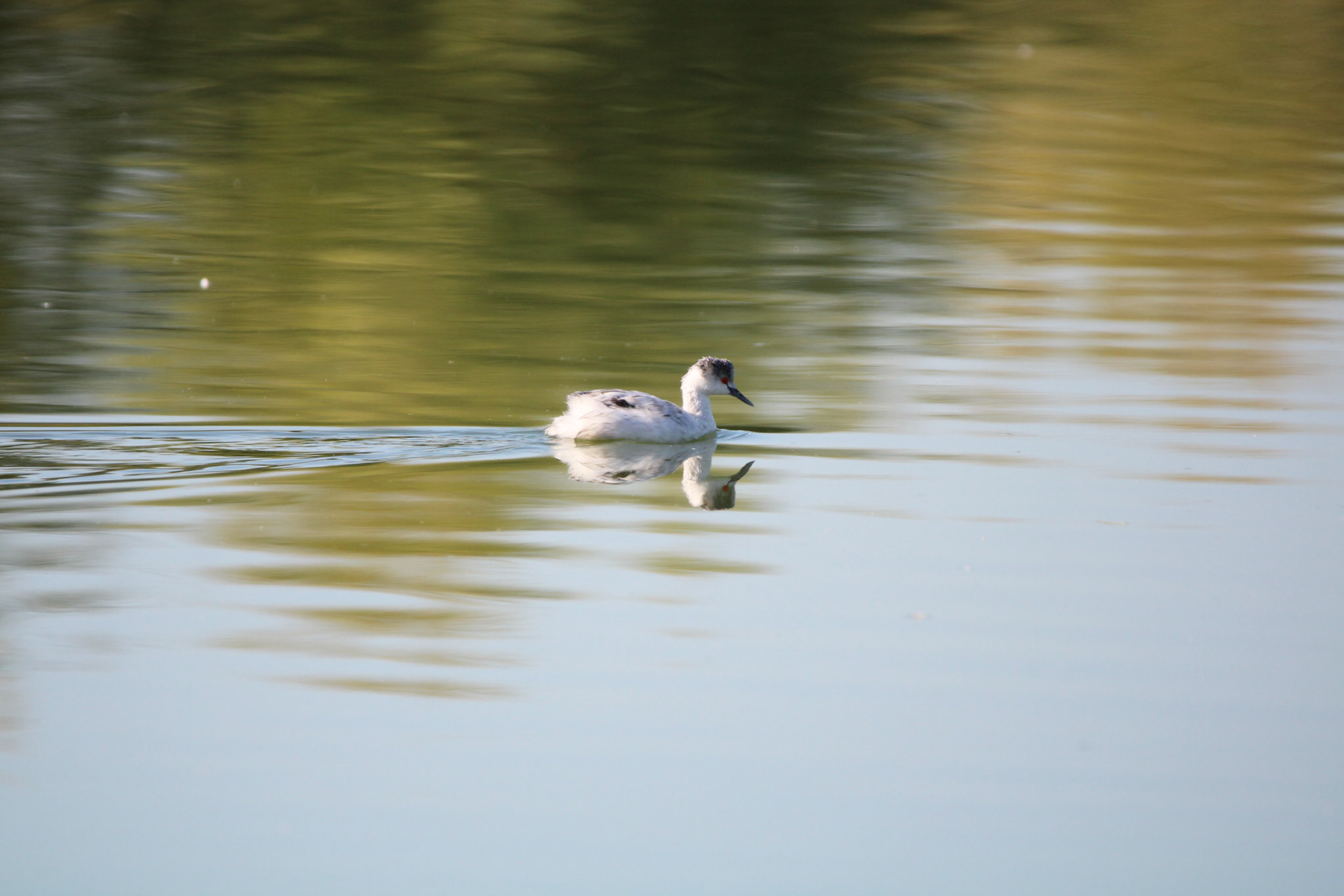 Leucistic Eared Grebe