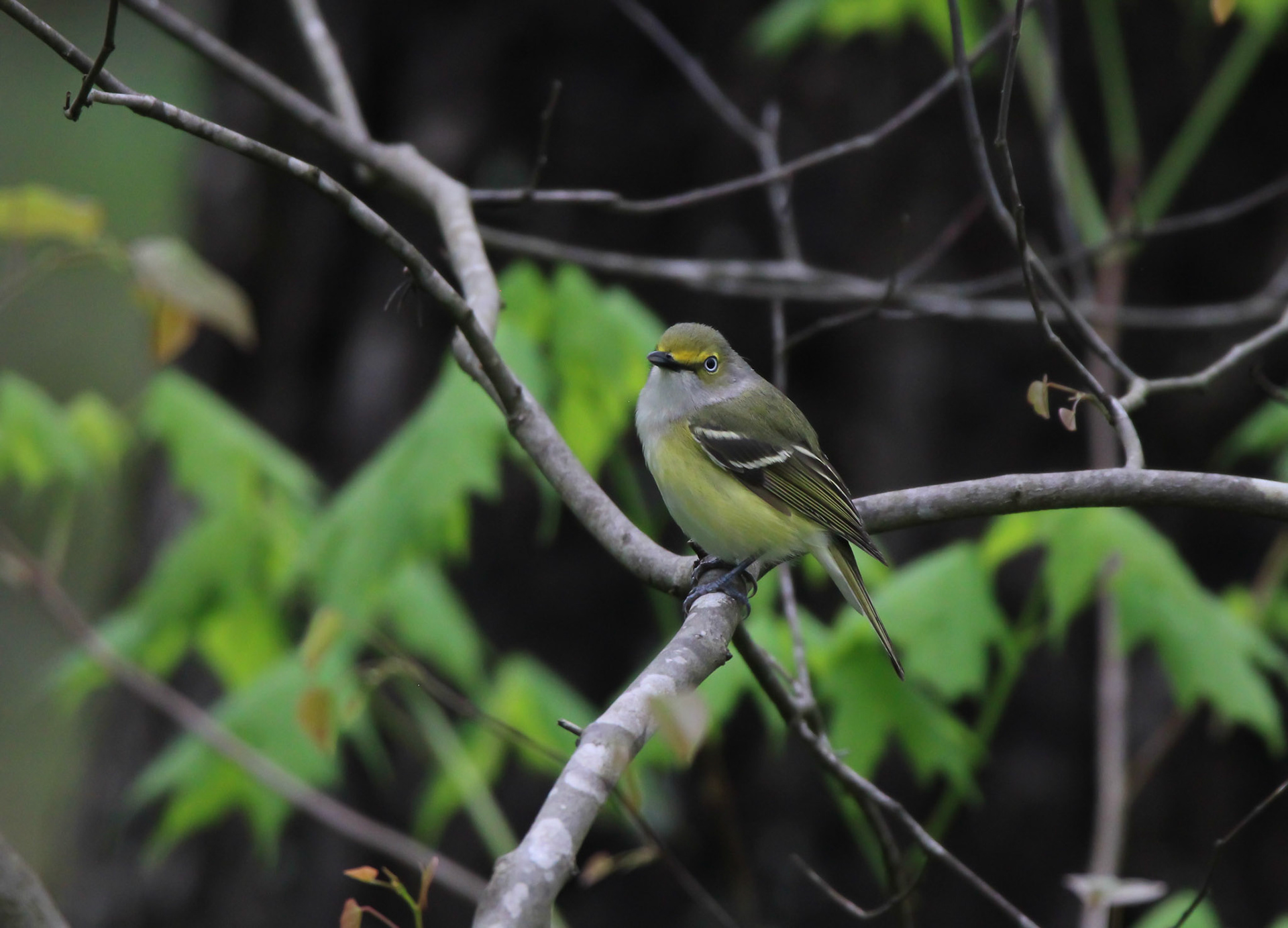 White-eyed Vireo