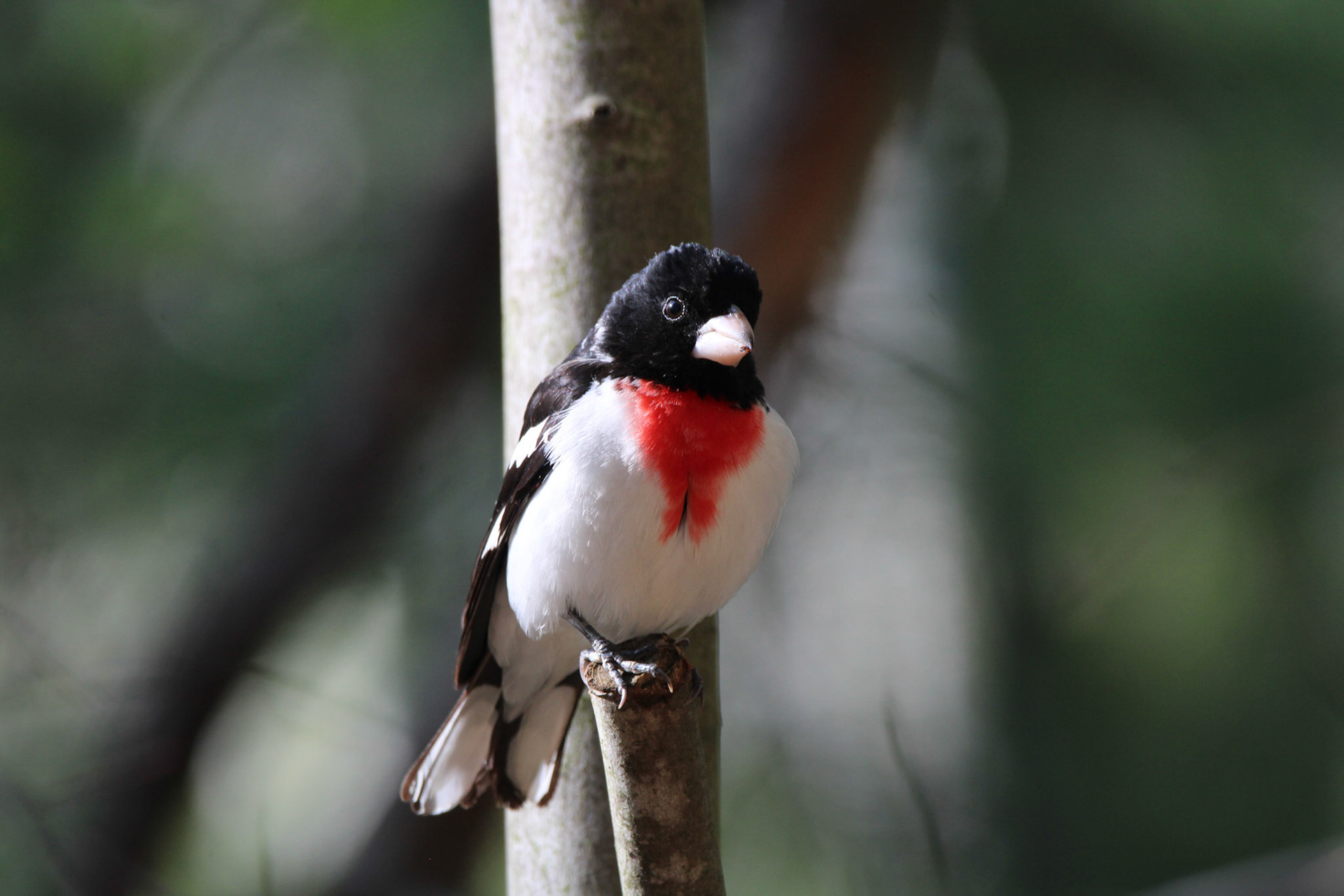 Rose-breasted Grosbeak