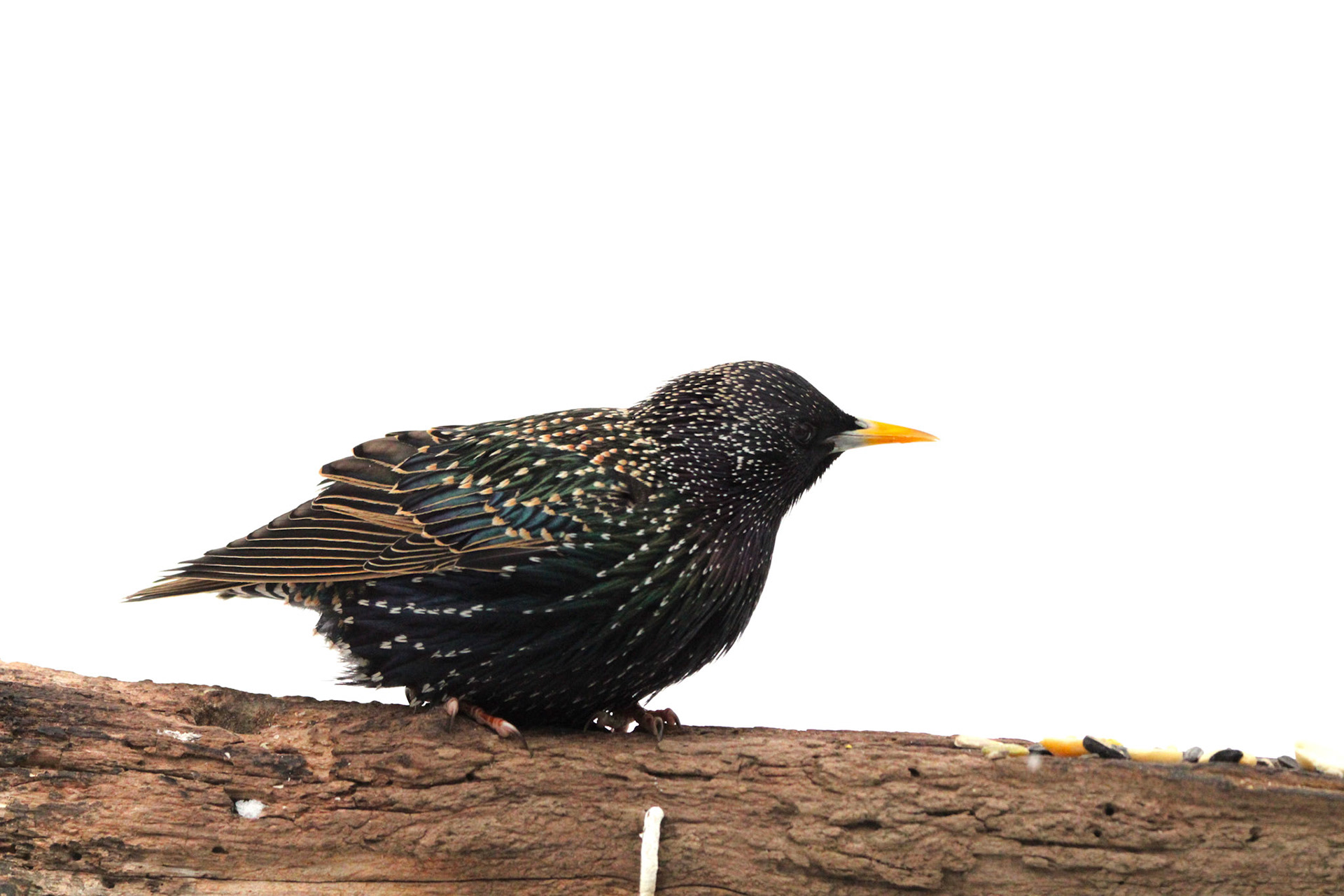 European Starling