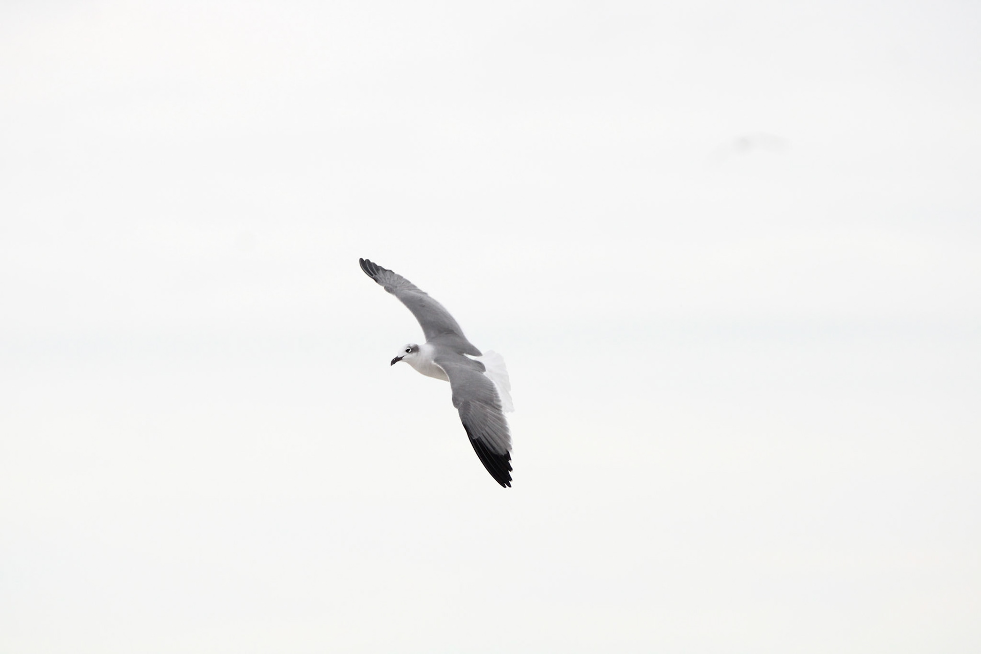 Laughing Gull
