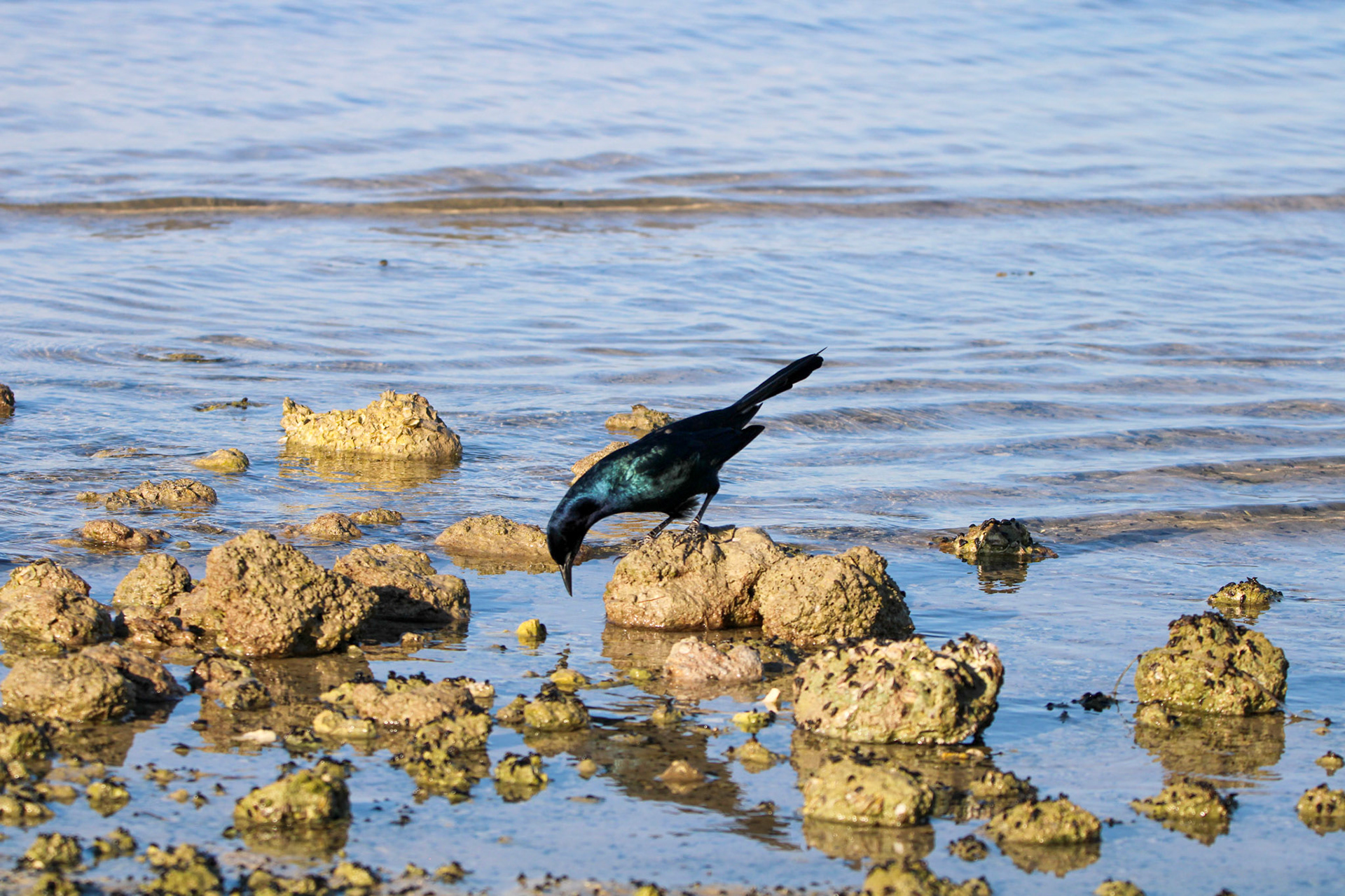 Boat-tailed Grackle