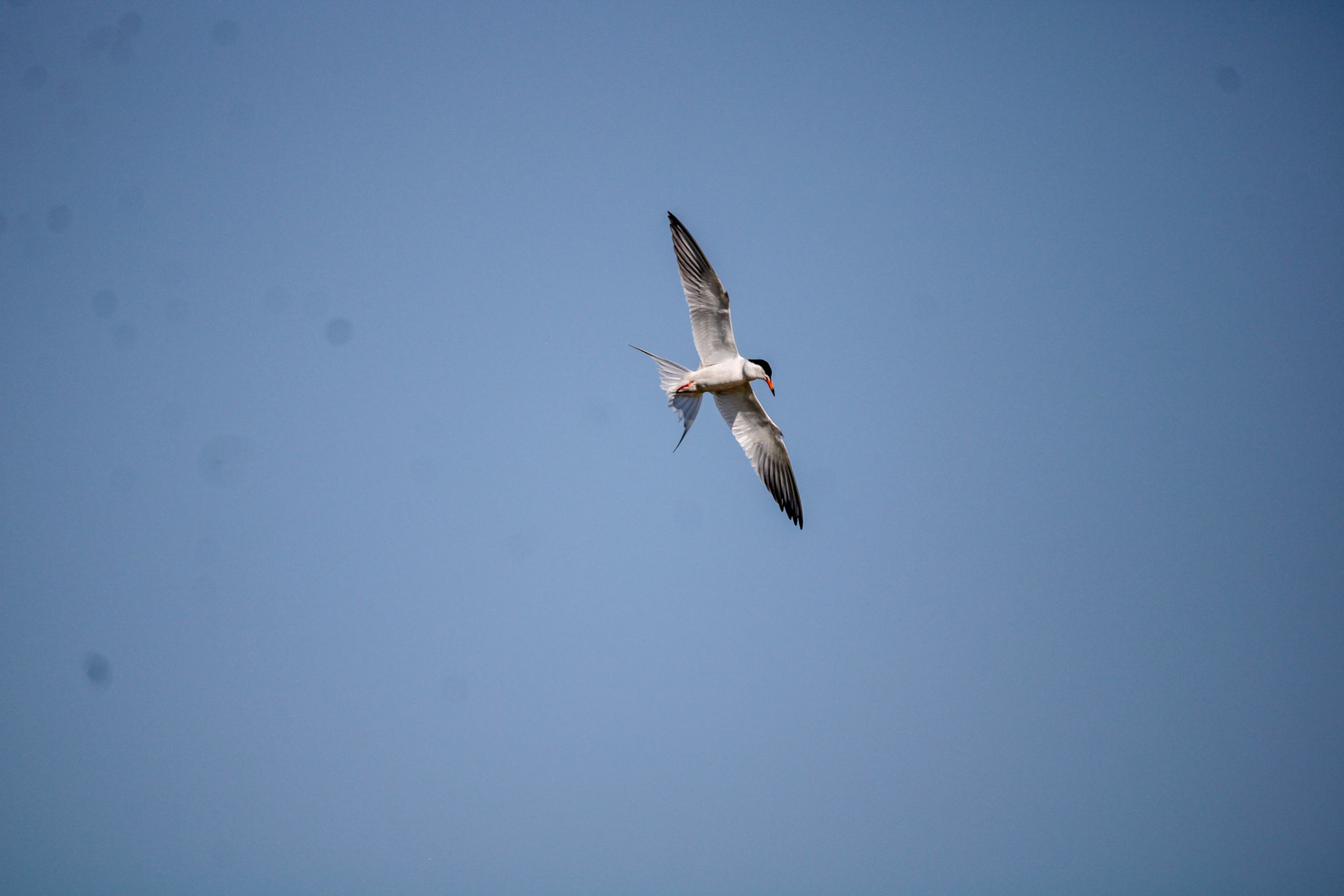 Common Tern