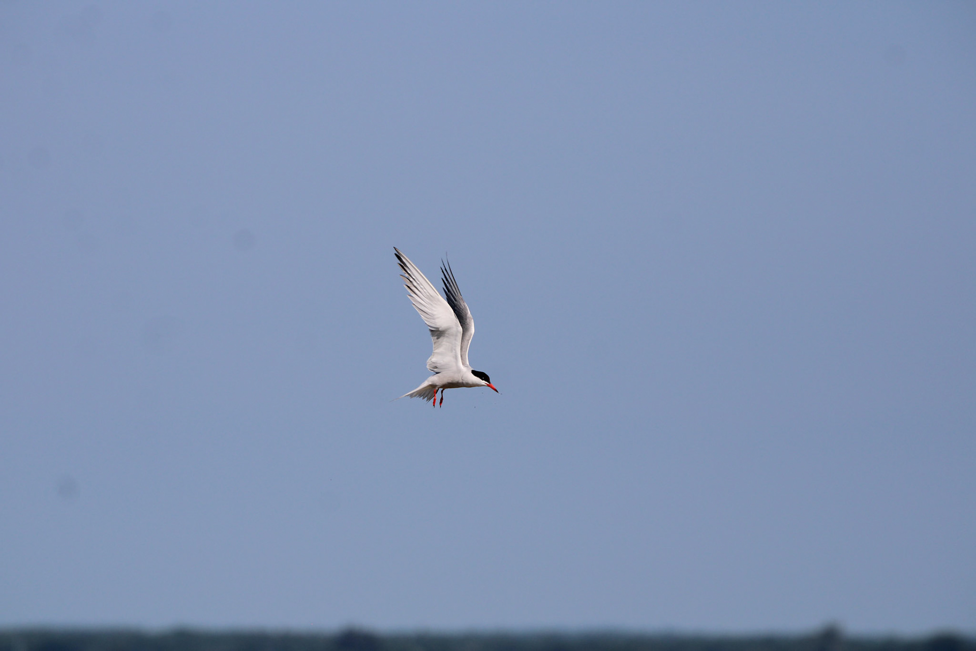 Common Tern
