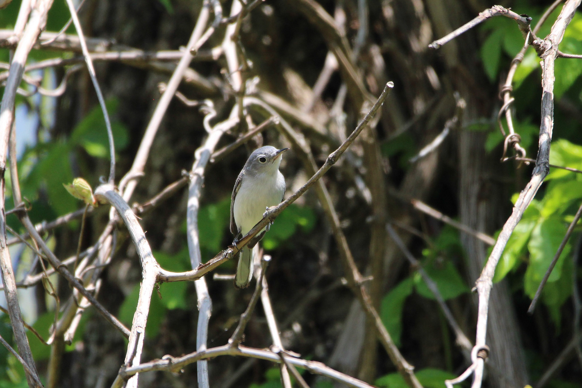 Blue-gray Gnatcatcher