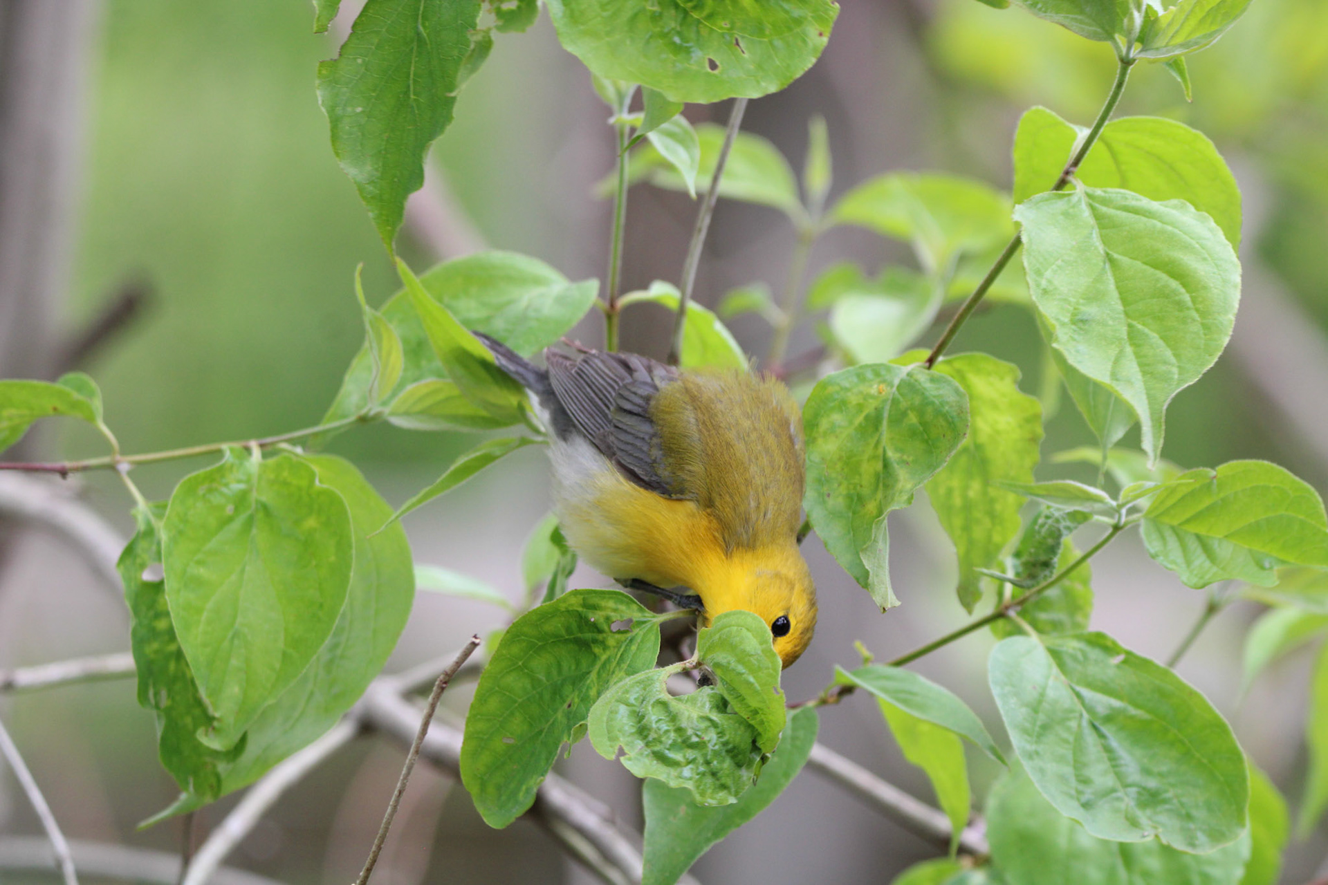 Prothonotary Warbler