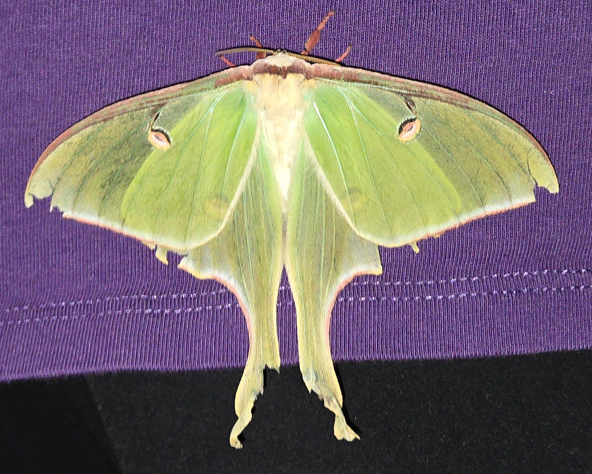Luna Moth