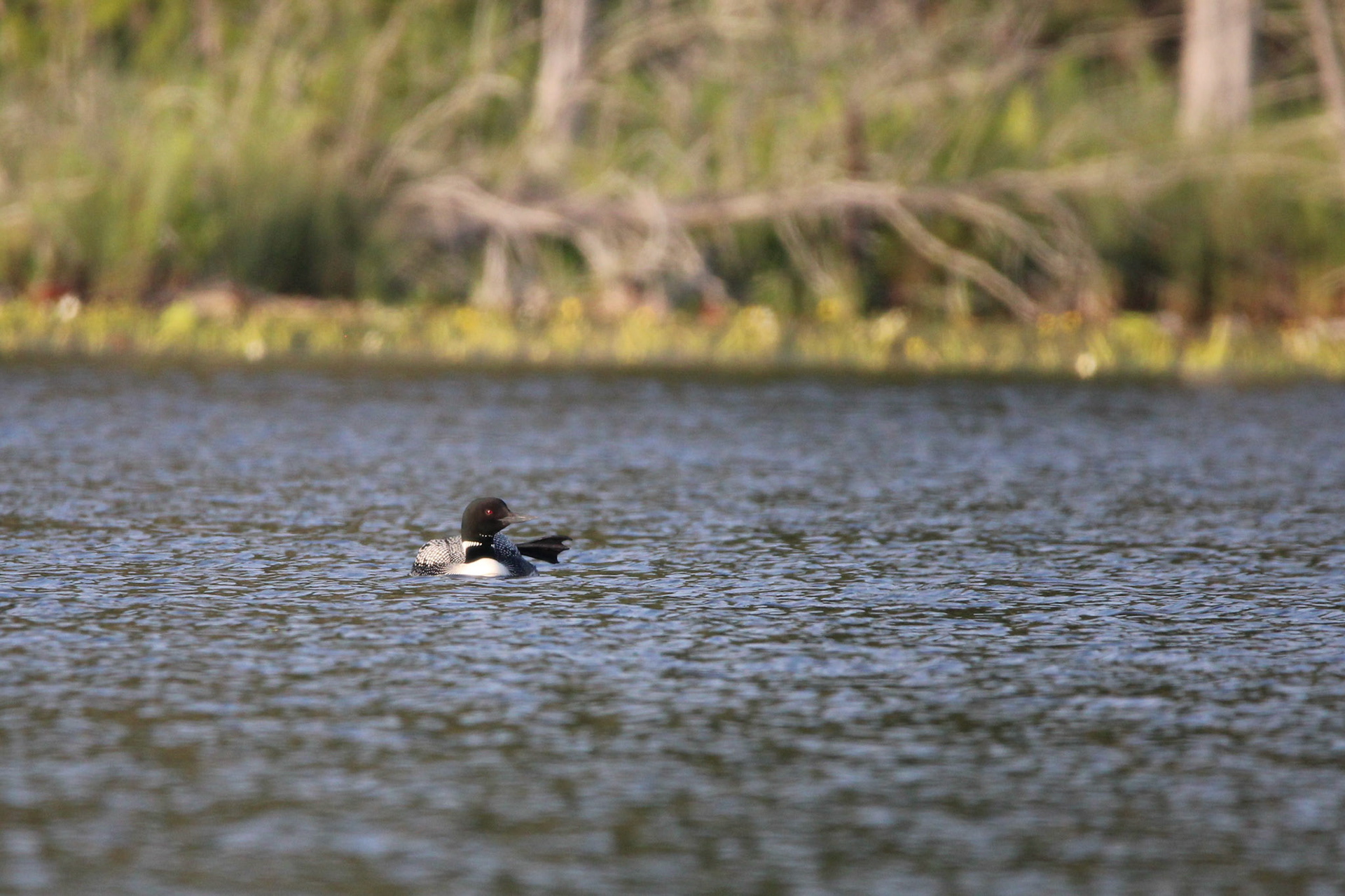 Common Loon