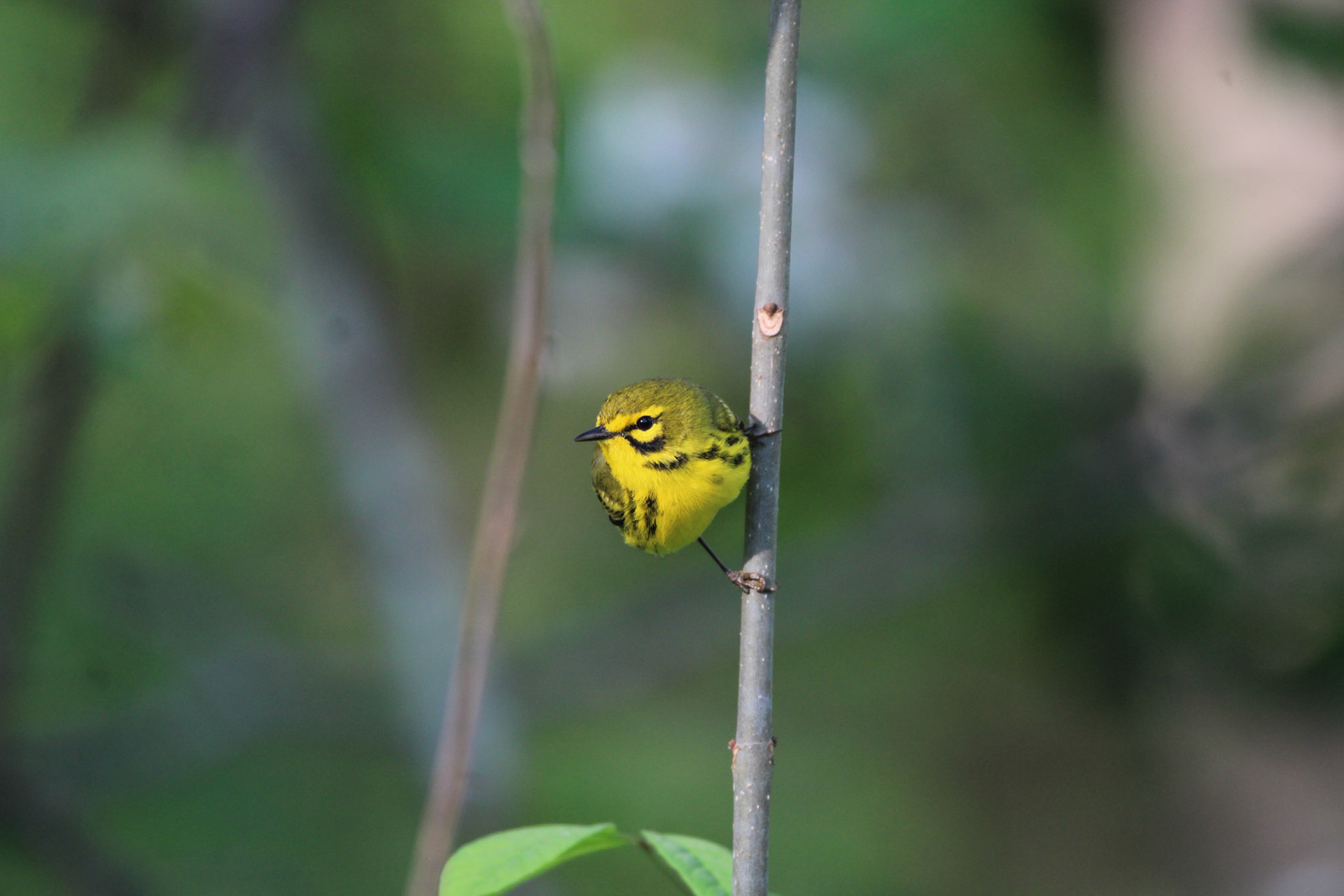 Prairie Warbler