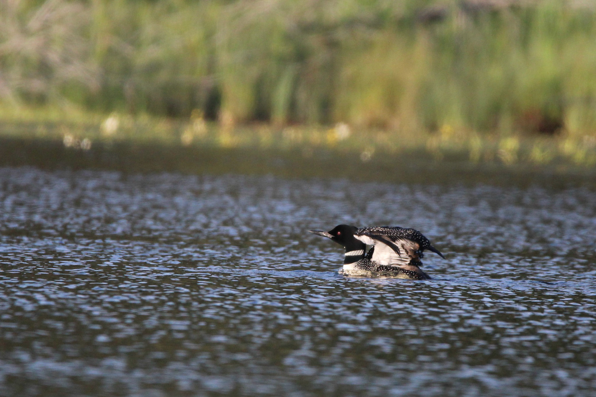 Common Loon