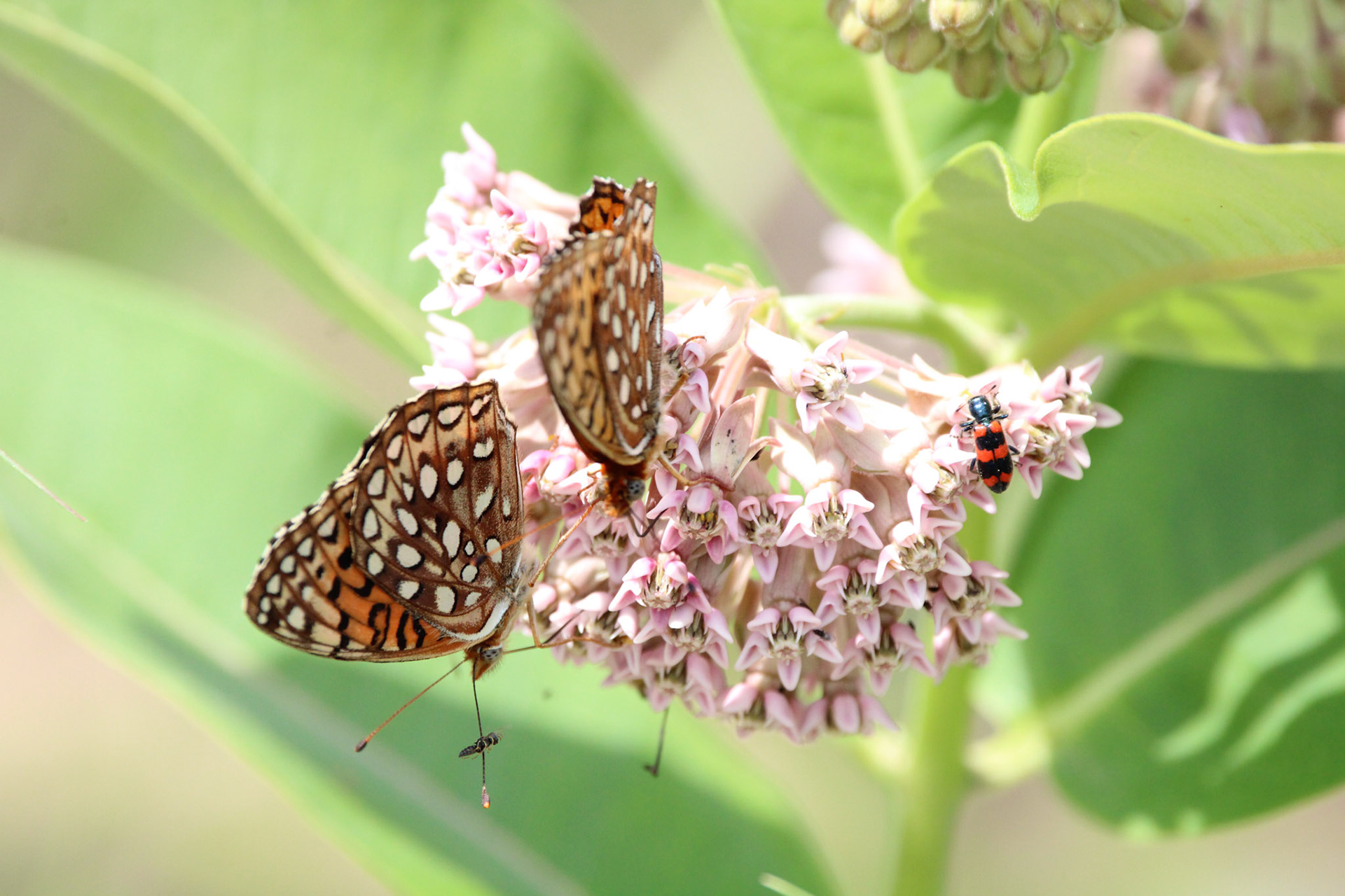 Great Spangled Fritillary