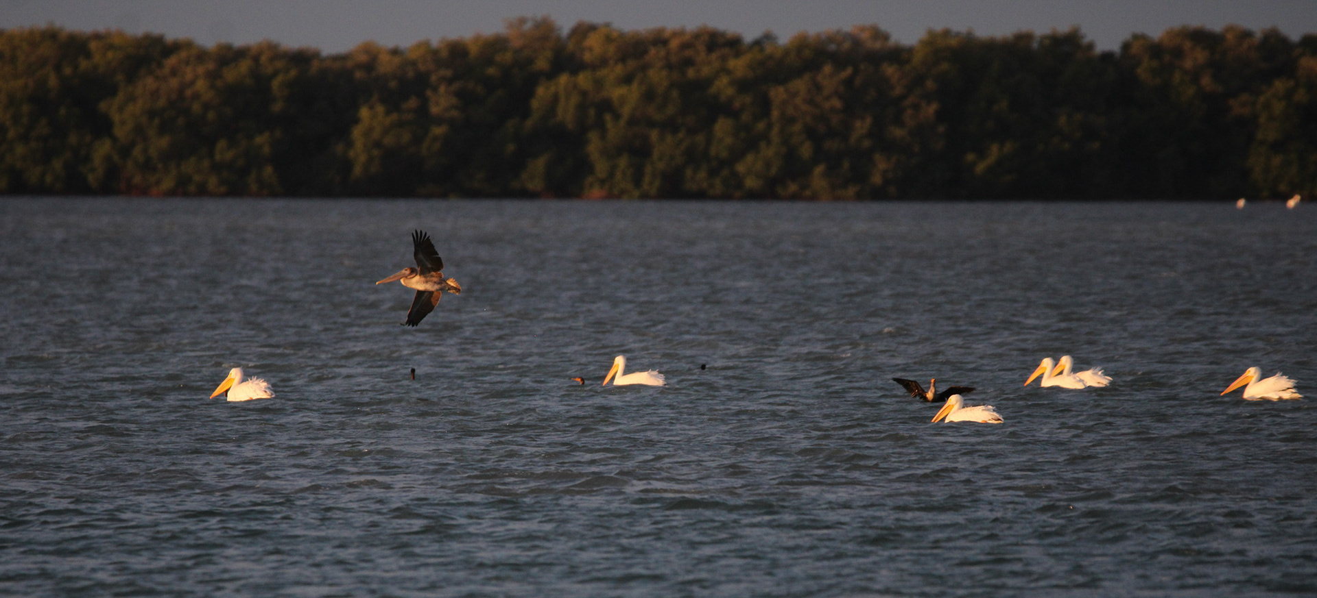 Brown Pelican and American White Pelicans