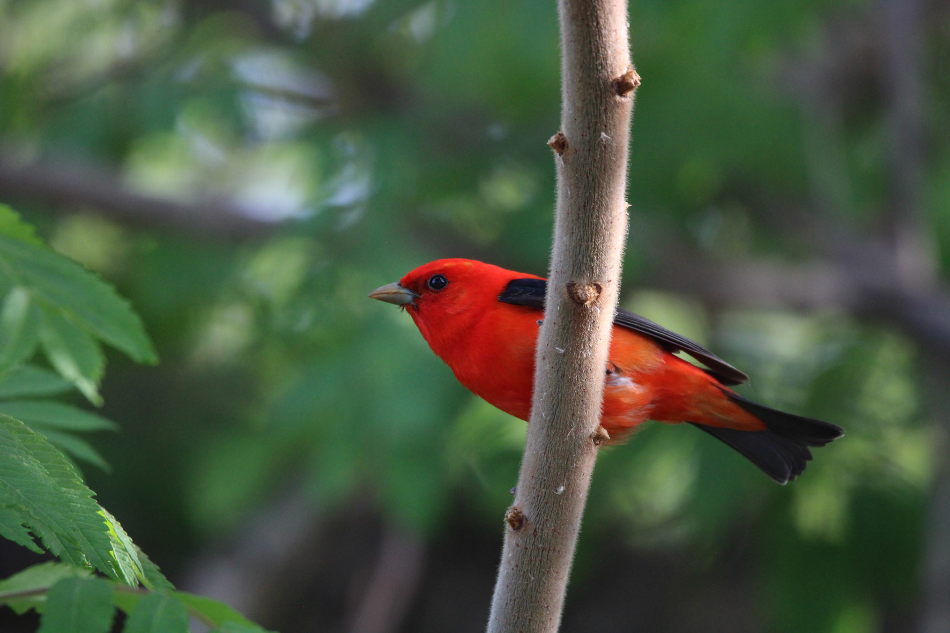 Scarlet Tanager