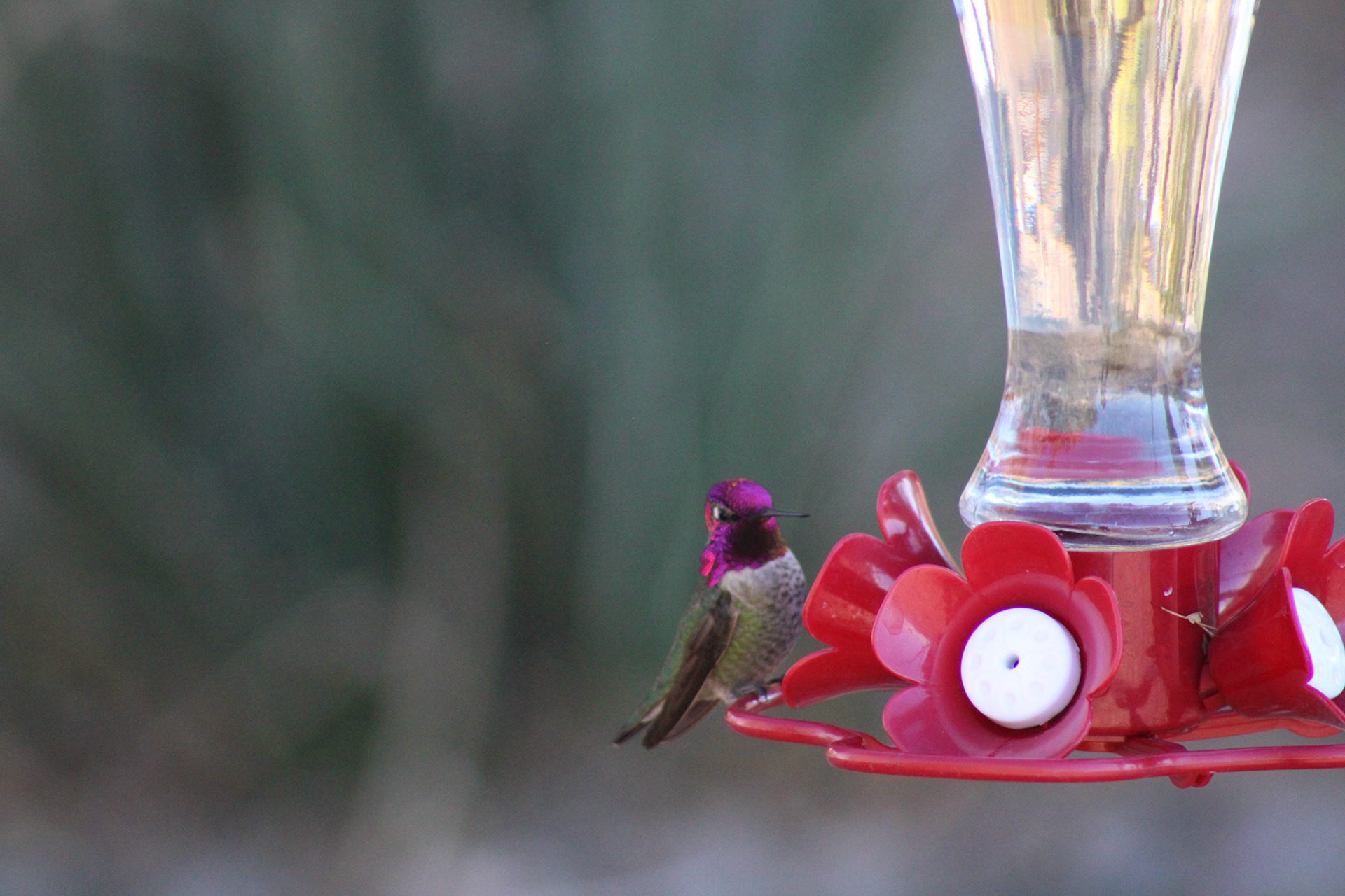 Anna's Hummingbird